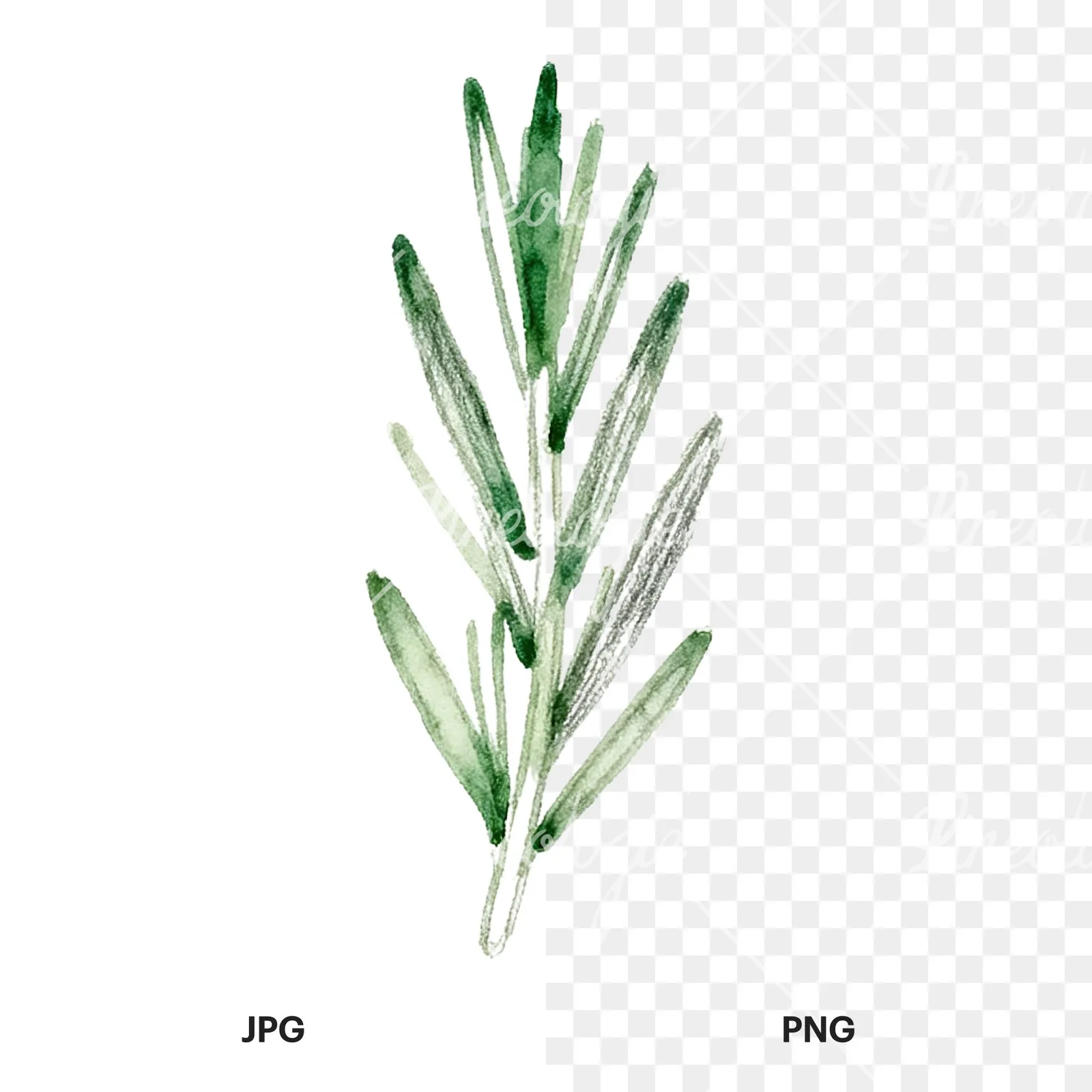 Watercolor dense rosemary sprig clipart 8 of 9, as a JPG on white and a transparent PNG