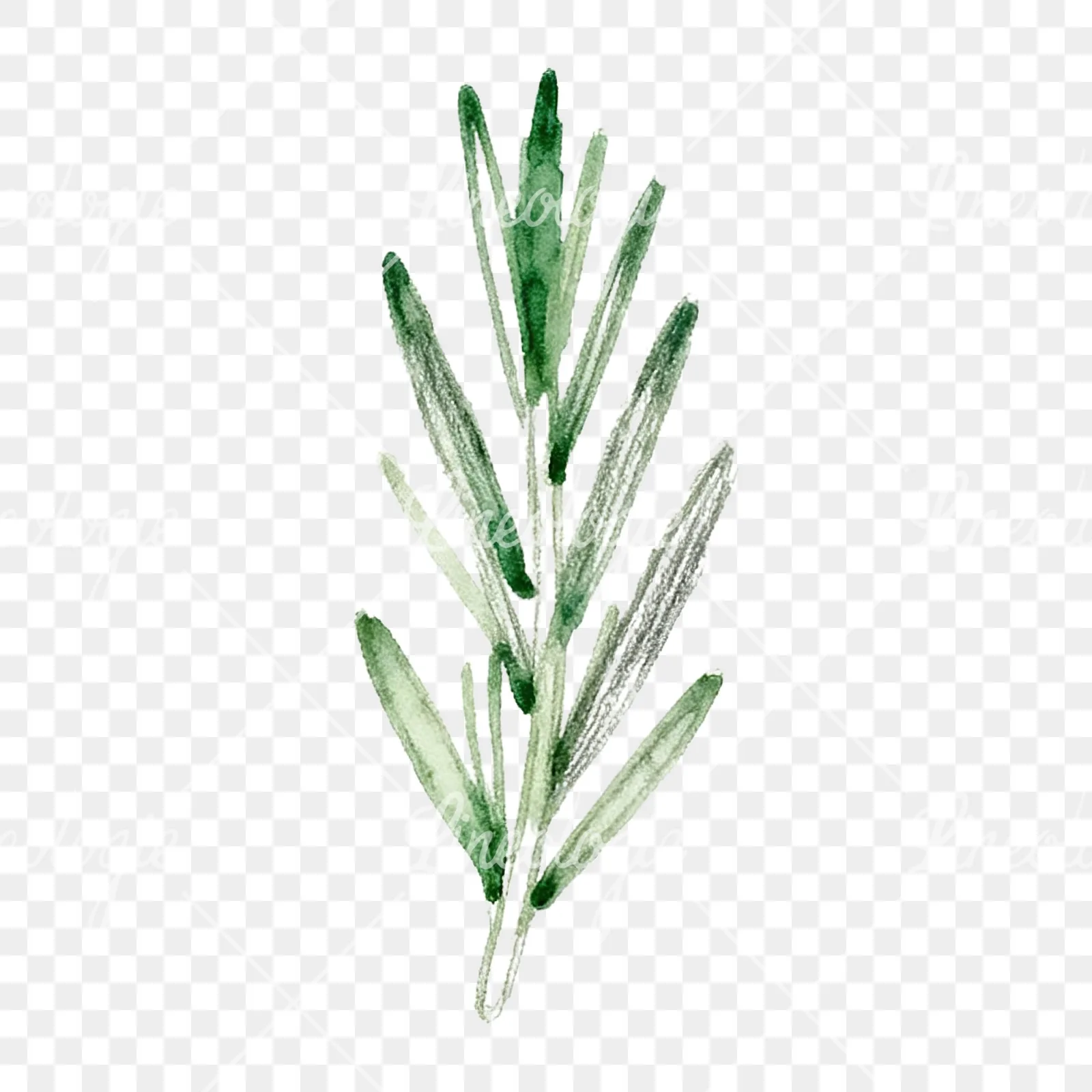 Watercolor dense rosemary sprig clipart 8 of 9 on a transparent background (PNG)