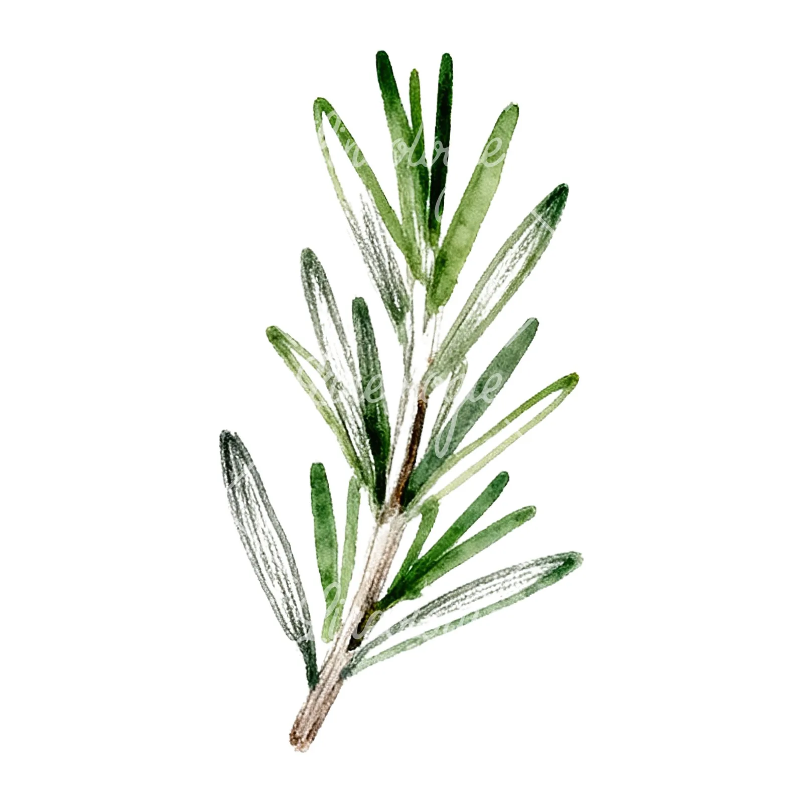 Watercolor dense rosemary sprig clipart 9 of 9 on a white background (JPG)