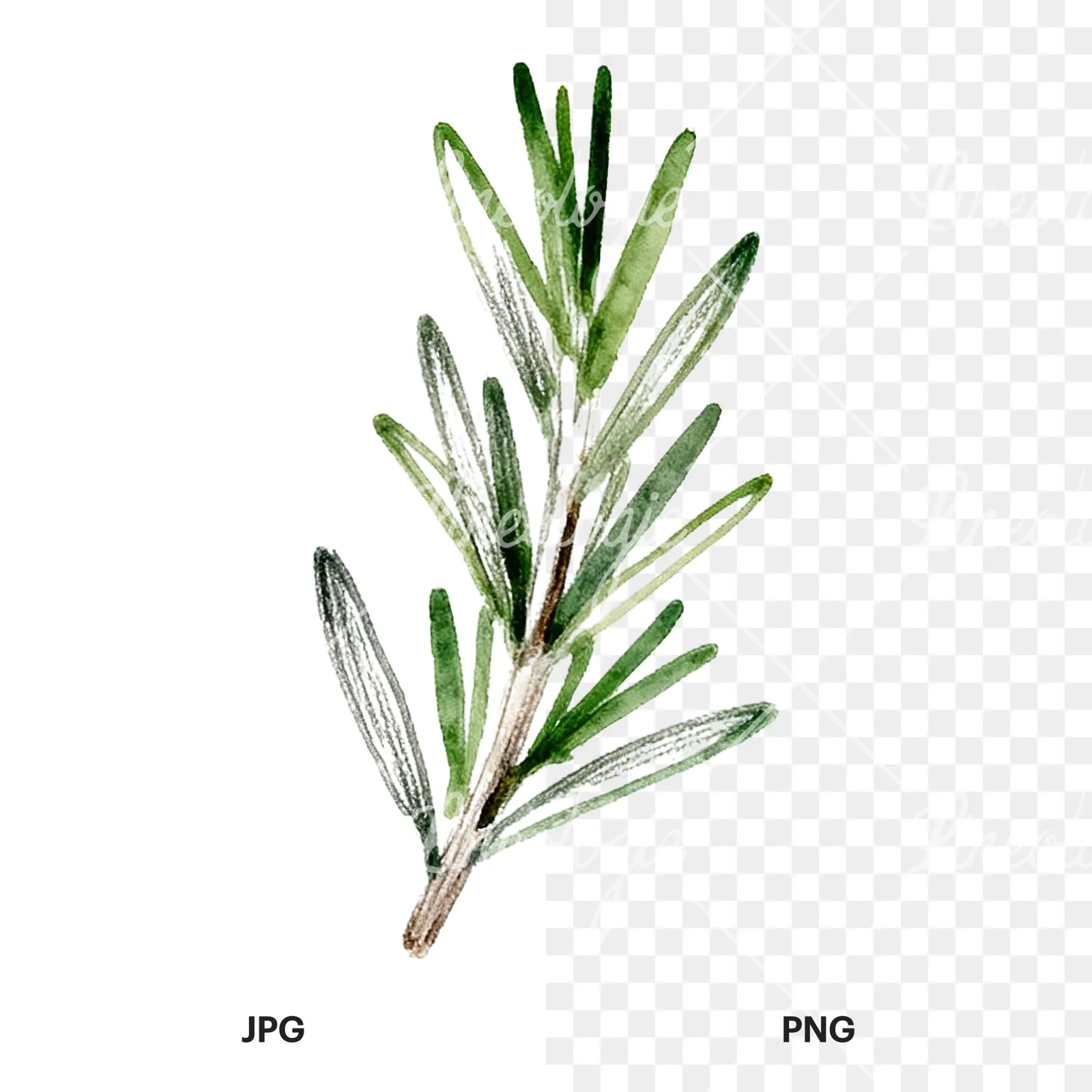 Watercolor dense rosemary sprig clipart 9 of 9, as a JPG on white and a transparent PNG