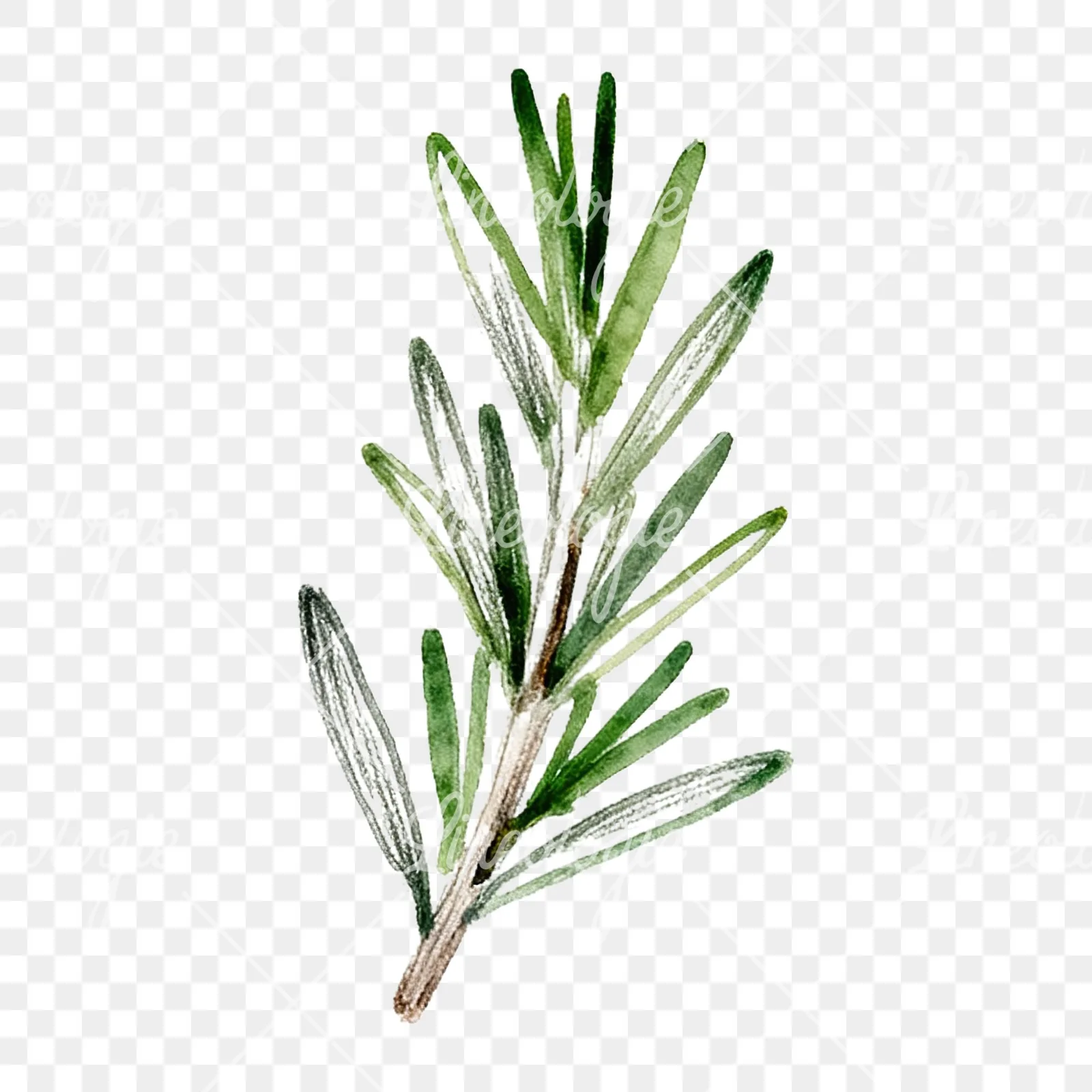 Watercolor dense rosemary sprig clipart 9 of 9 on a transparent background (PNG)