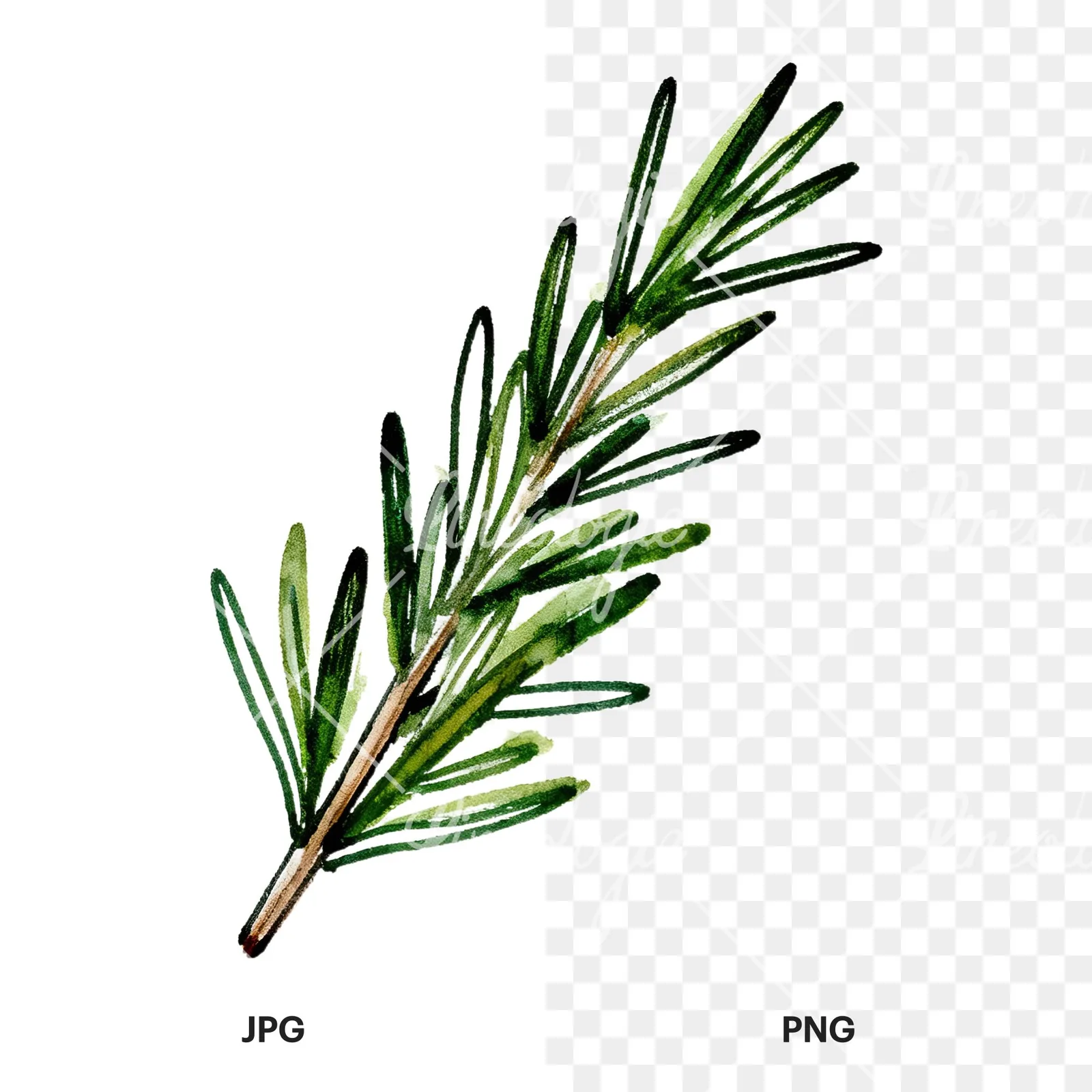 Watercolor needle-like rosemary sprig clipart 1 of 9, as a JPG on white and a transparent PNG