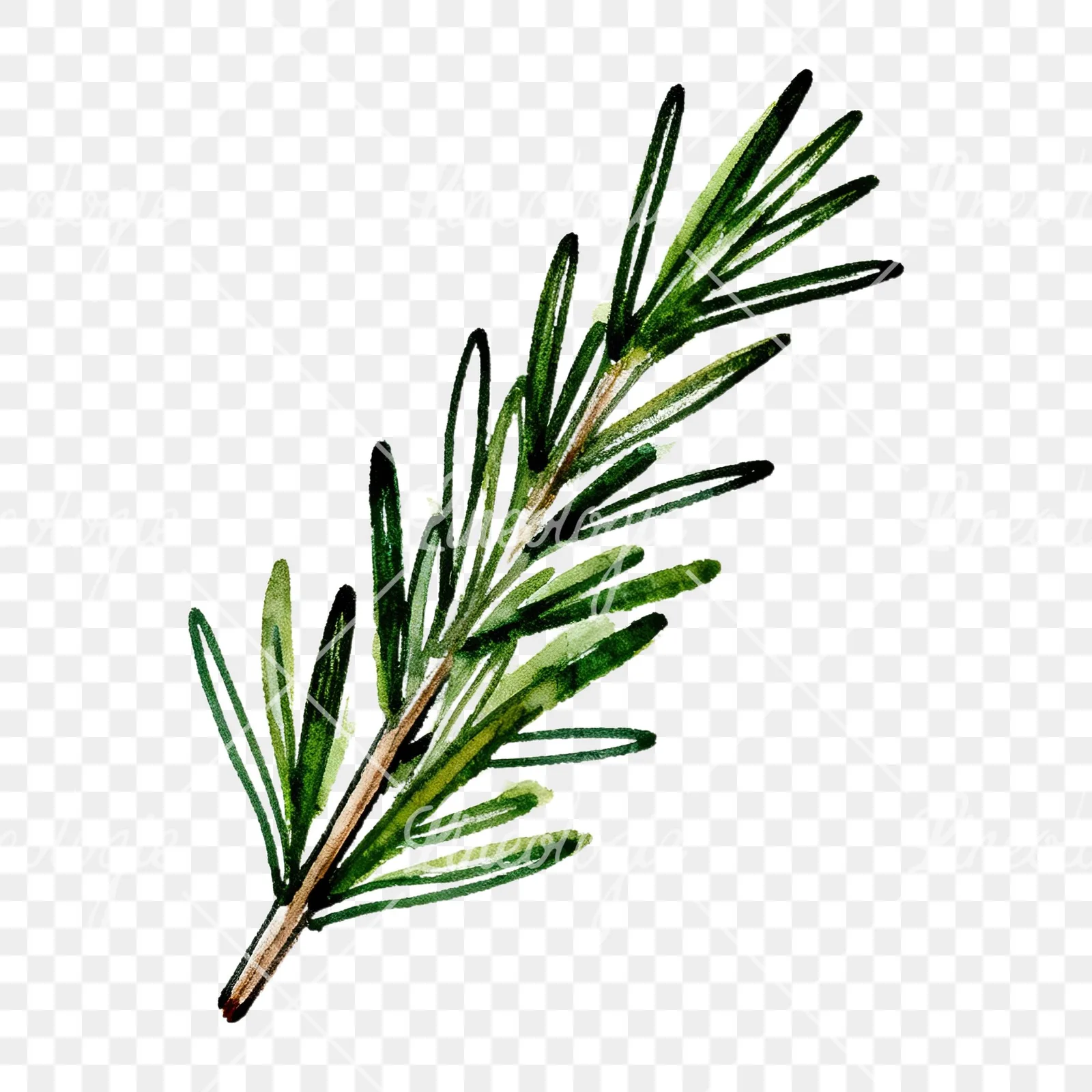 Watercolor needle-like rosemary sprig clipart 1 of 9 on a transparent background (PNG)