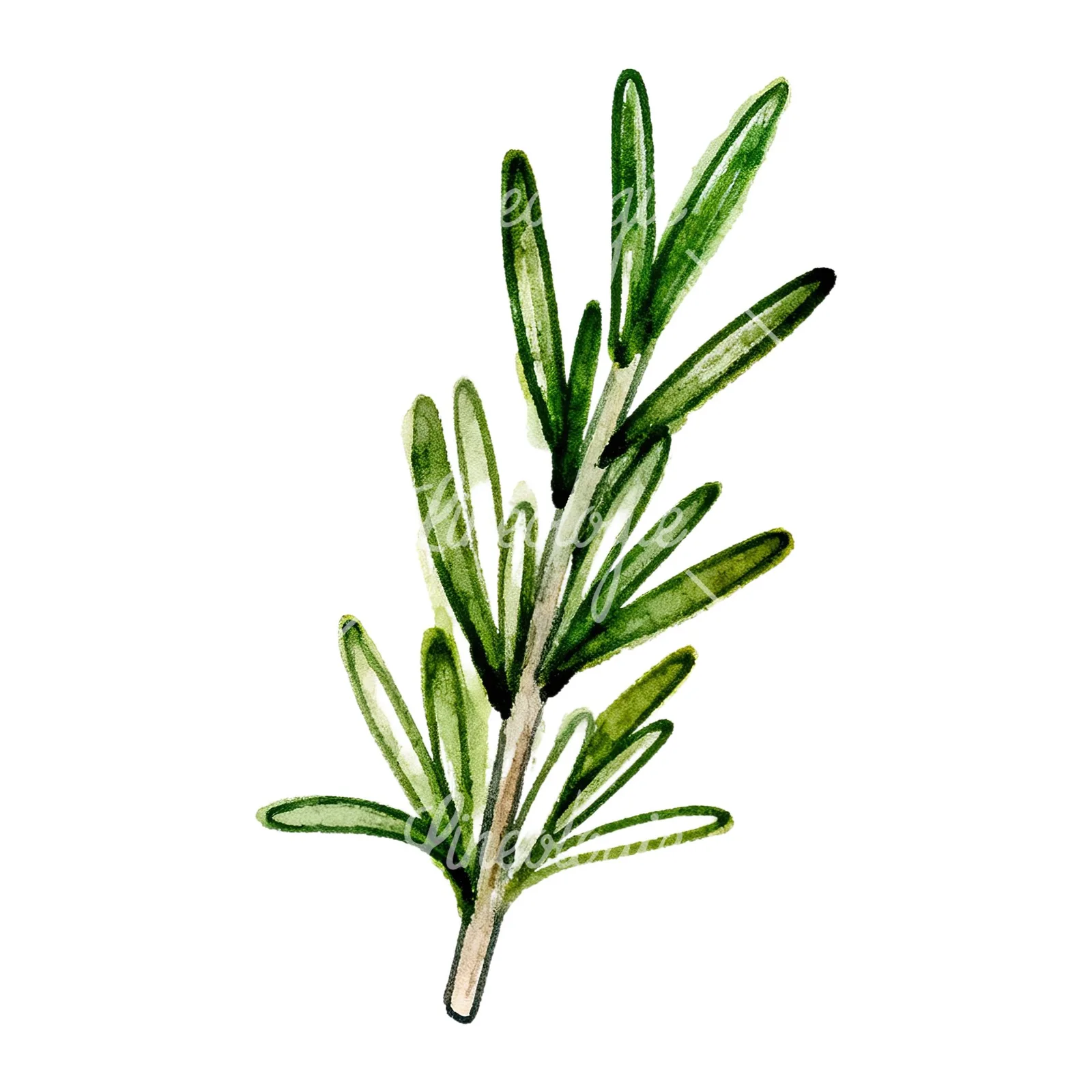 Watercolor needle-like rosemary sprig clipart 2 of 9 on a white background (JPG)