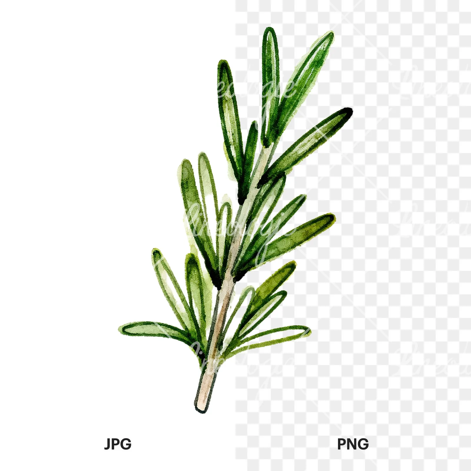 Watercolor needle-like rosemary sprig clipart 2 of 9, as a JPG on white and a transparent PNG