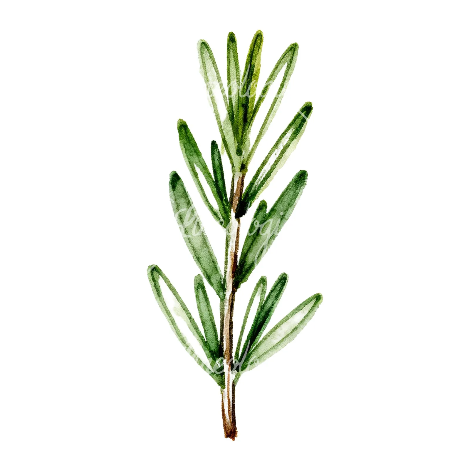 Watercolor needle-like rosemary sprig clipart 3 of 9 on a white background (JPG)