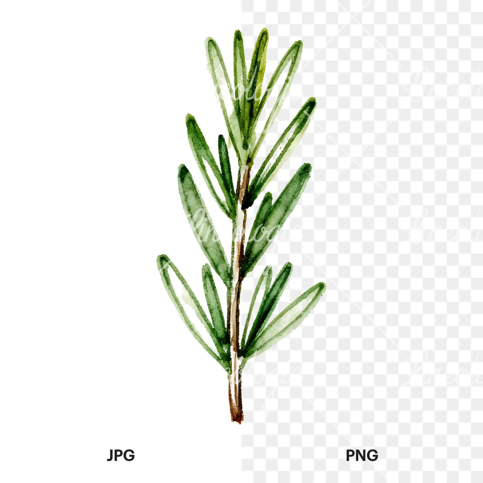 Watercolor needle-like rosemary sprig clipart 3 of 9, as a JPG on white and a transparent PNG