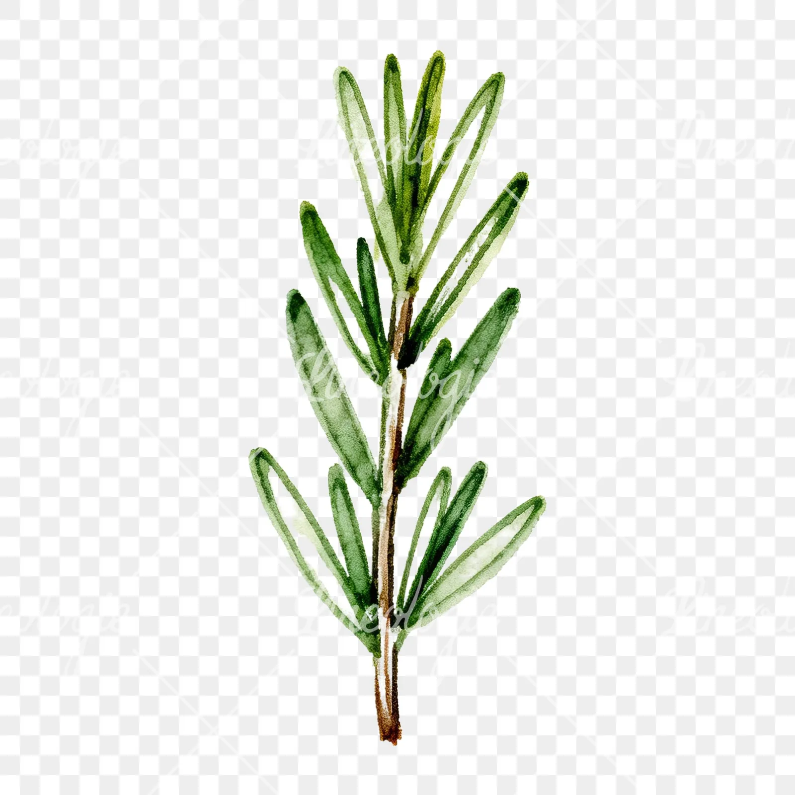 Watercolor needle-like rosemary sprig clipart 3 of 9 on a transparent background (PNG)