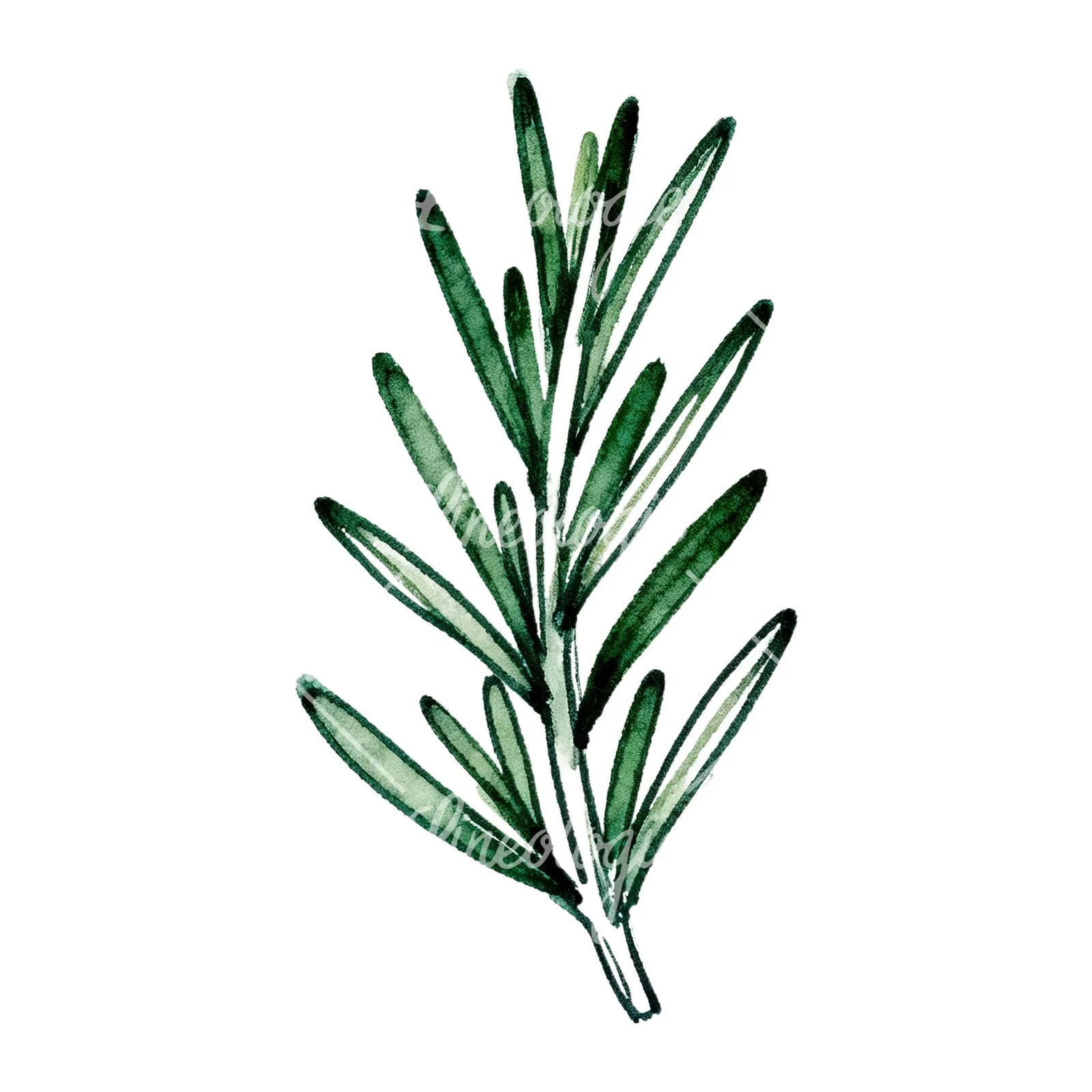 Watercolor needle-like rosemary sprig clipart 4 of 9 on a white background (JPG)