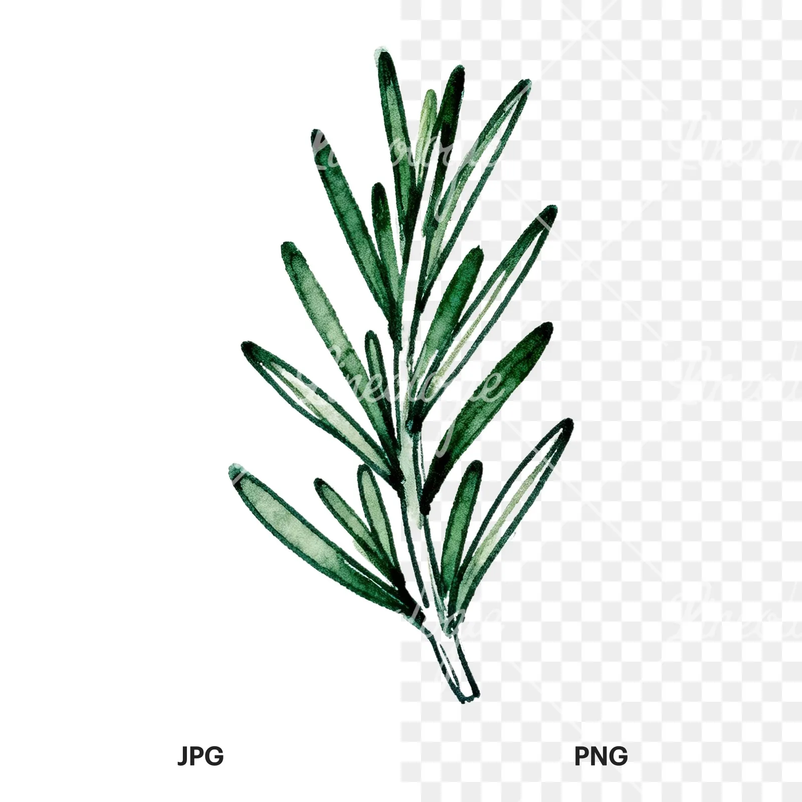 Watercolor needle-like rosemary sprig clipart 4 of 9, as a JPG on white and a transparent PNG