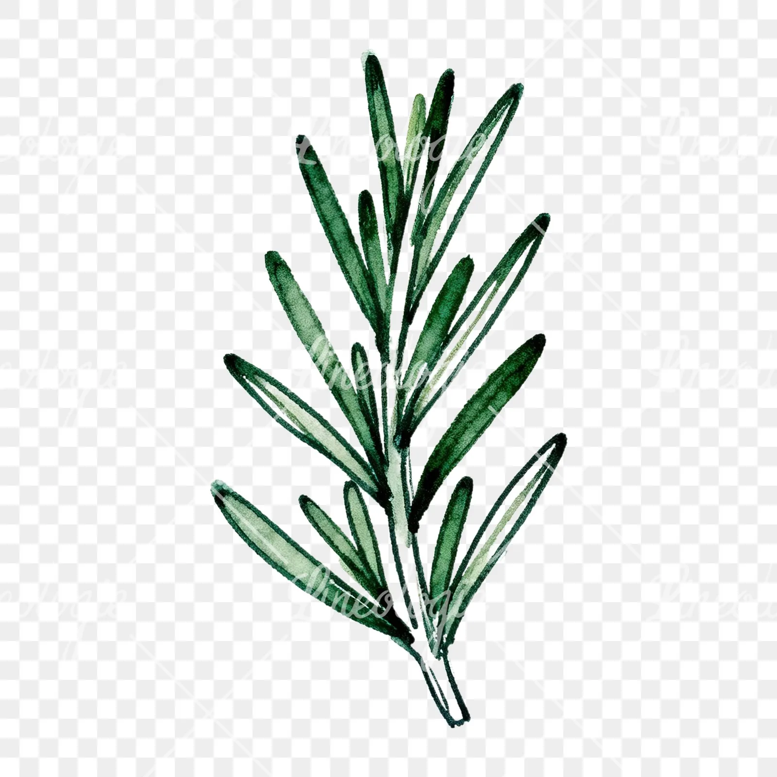 Watercolor needle-like rosemary sprig clipart 4 of 9 on a transparent background (PNG)