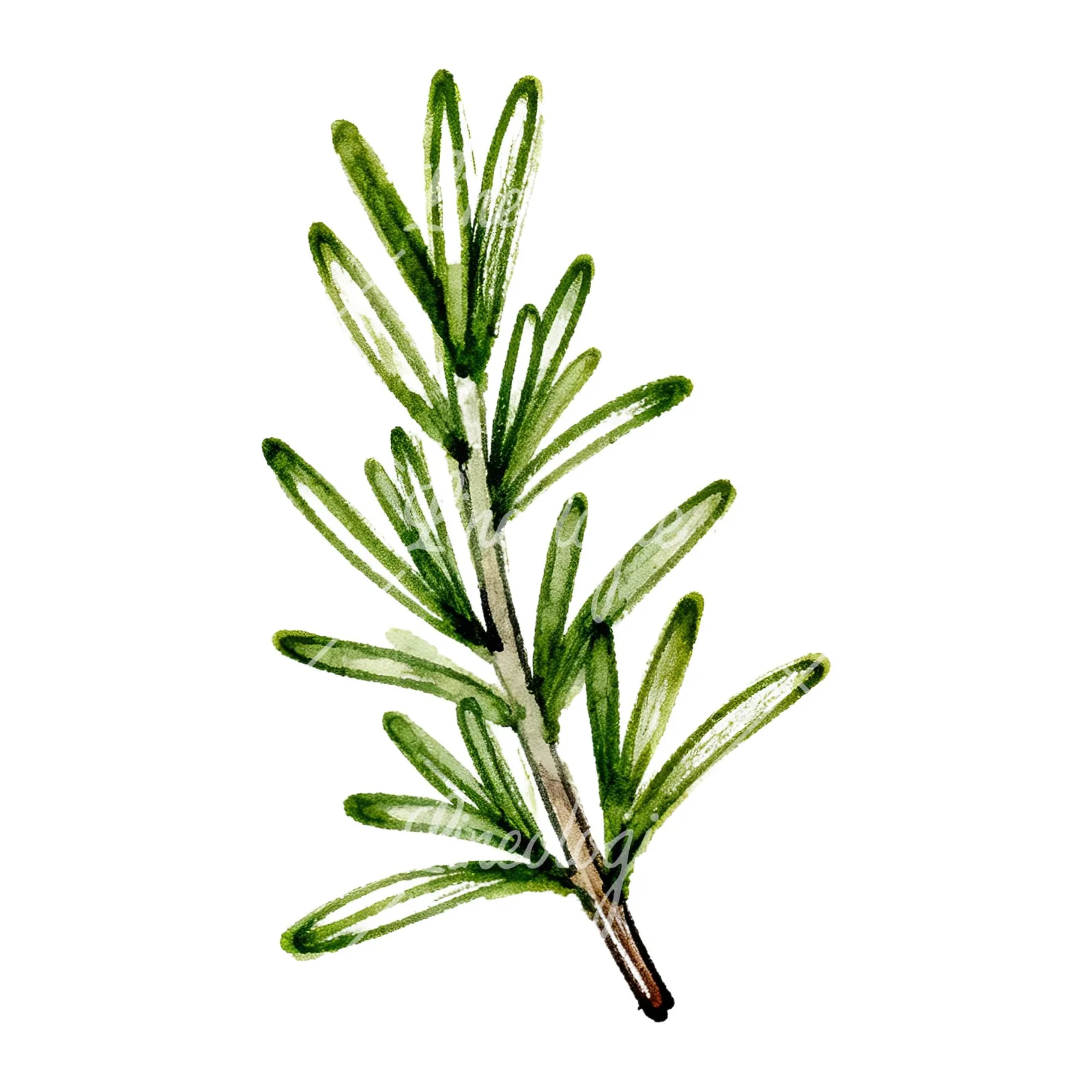 Watercolor needle-like rosemary sprig clipart 5 of 9 on a white background (JPG)