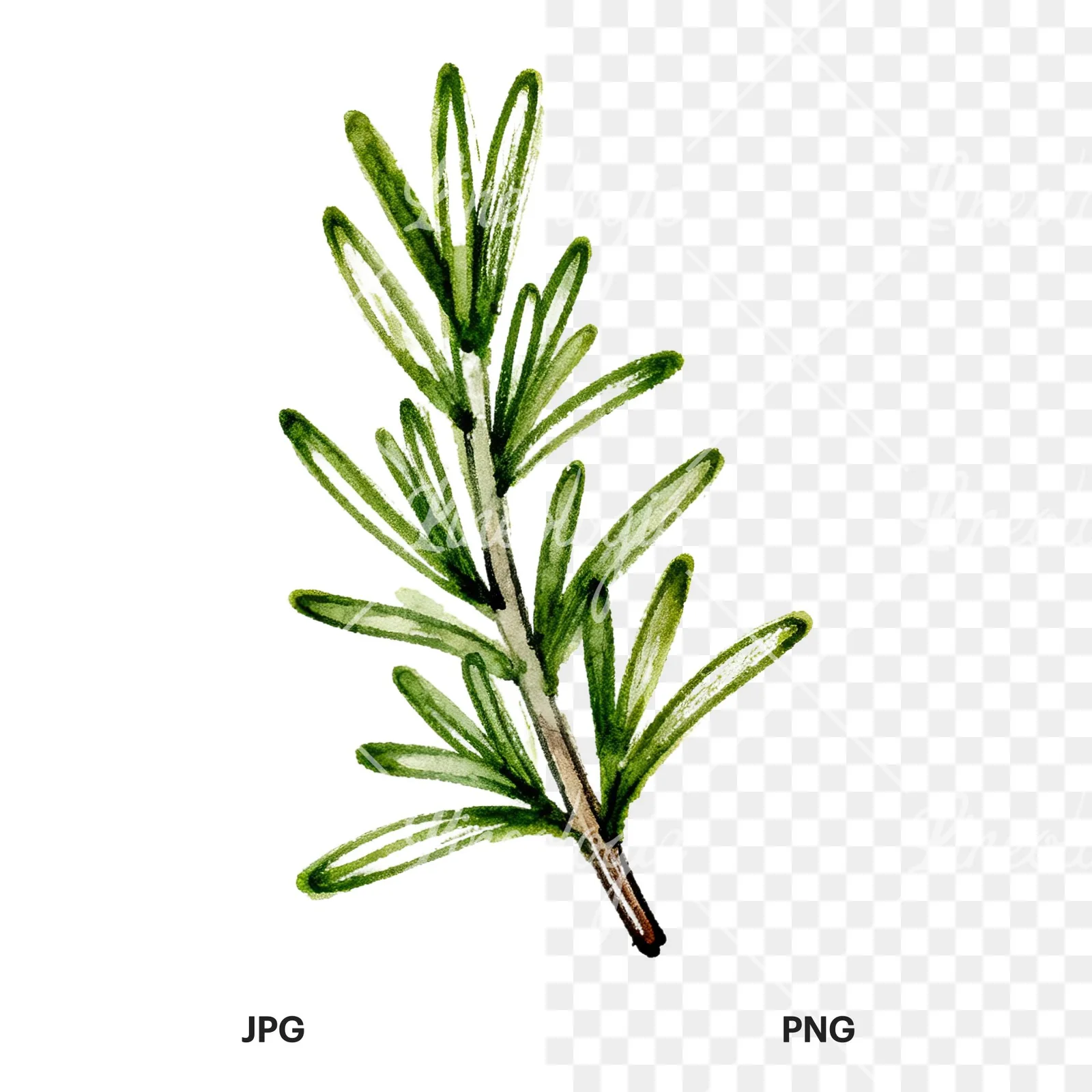 Watercolor needle-like rosemary sprig clipart 5 of 9, as a JPG on white and a transparent PNG