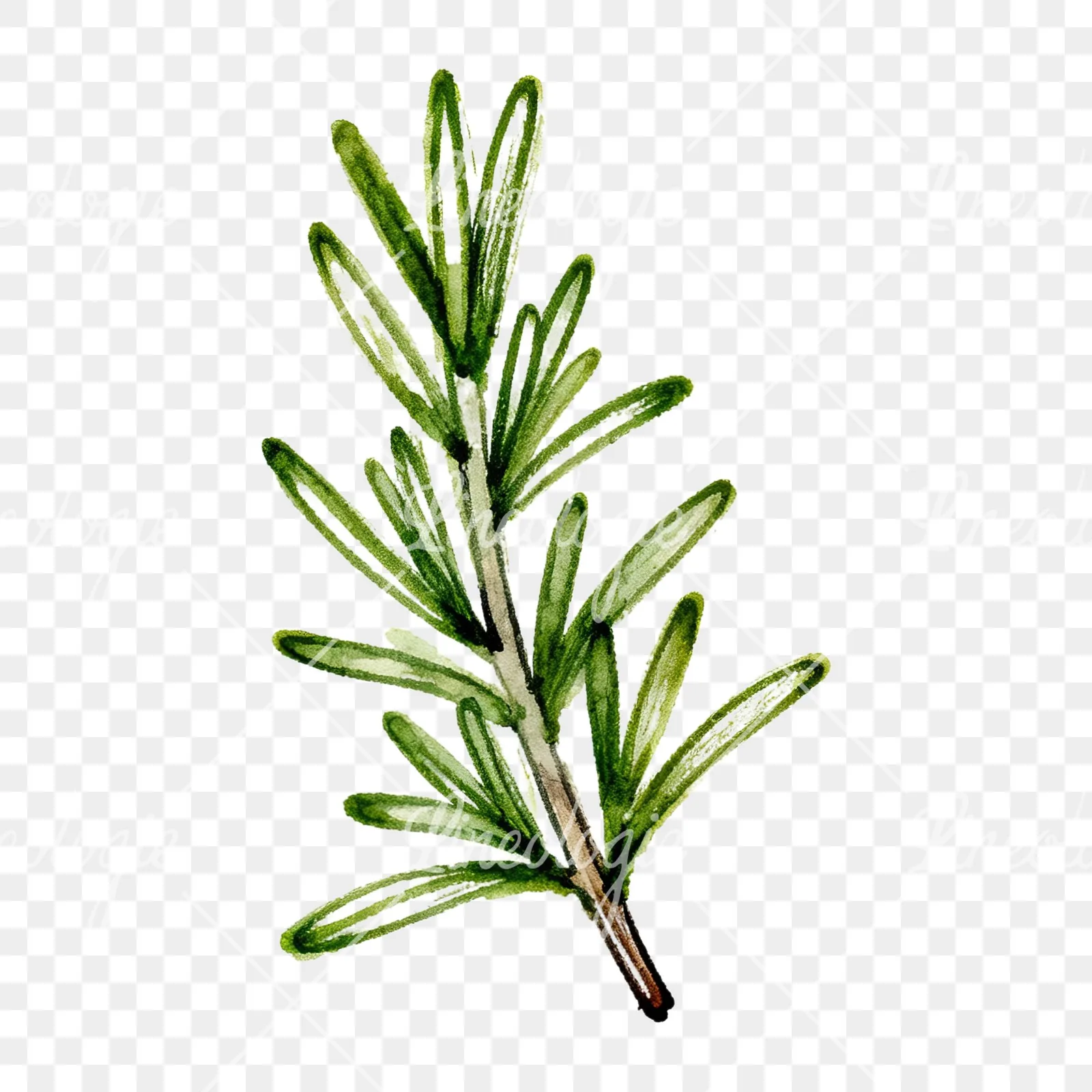 Watercolor needle-like rosemary sprig clipart 5 of 9 on a transparent background (PNG)