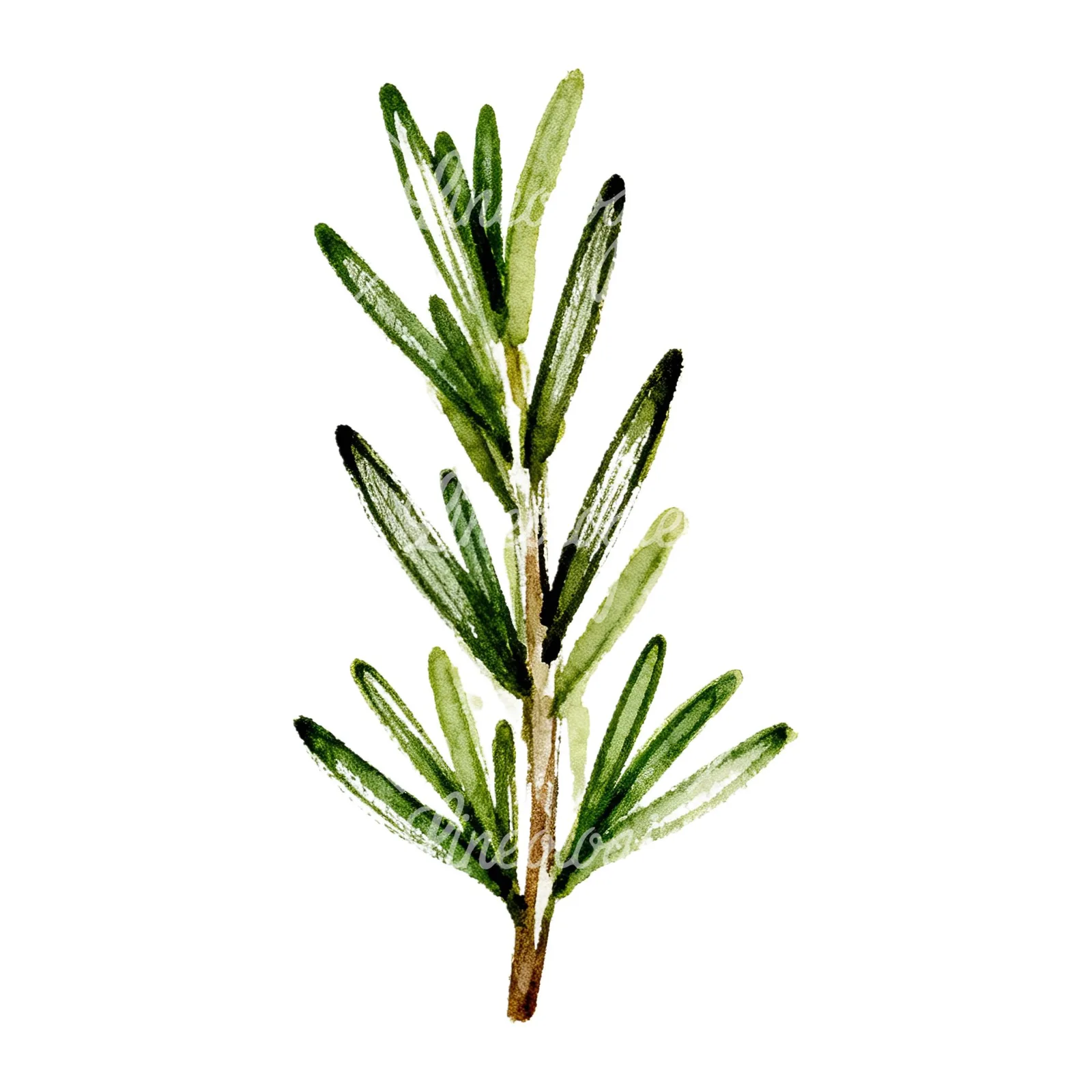 Watercolor needle-like rosemary sprig clipart 6 of 9 on a white background (JPG)