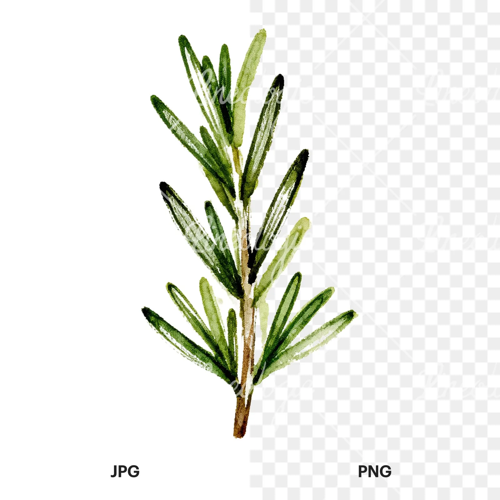 Watercolor needle-like rosemary sprig clipart 6 of 9, as a JPG on white and a transparent PNG