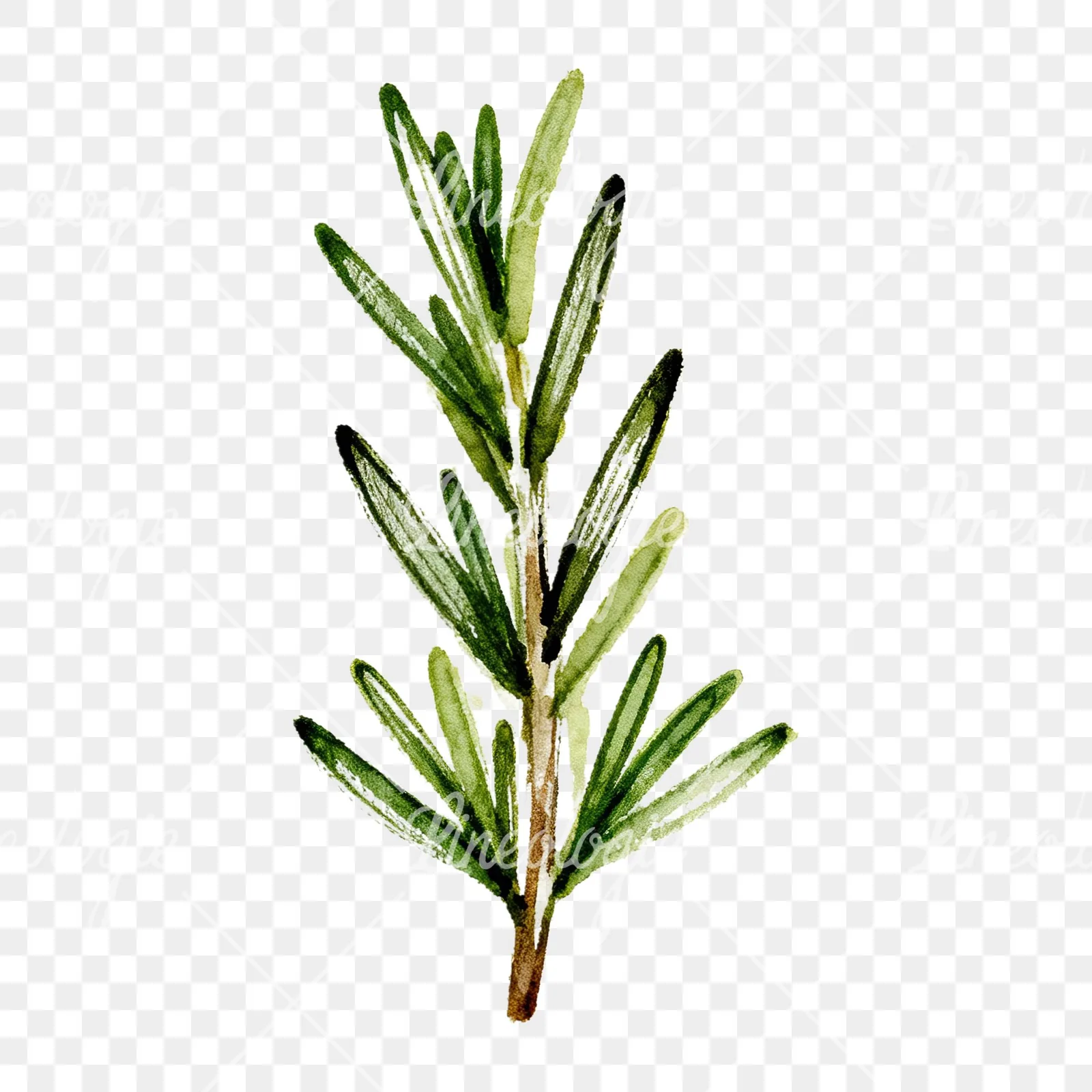Watercolor needle-like rosemary sprig clipart 6 of 9 on a transparent background (PNG)