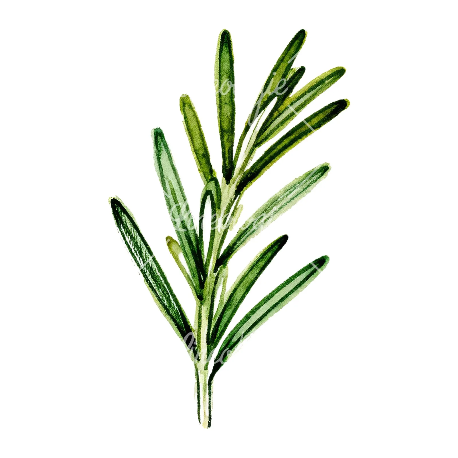 Watercolor needle-like rosemary sprig clipart 7 of 9 on a white background (JPG)
