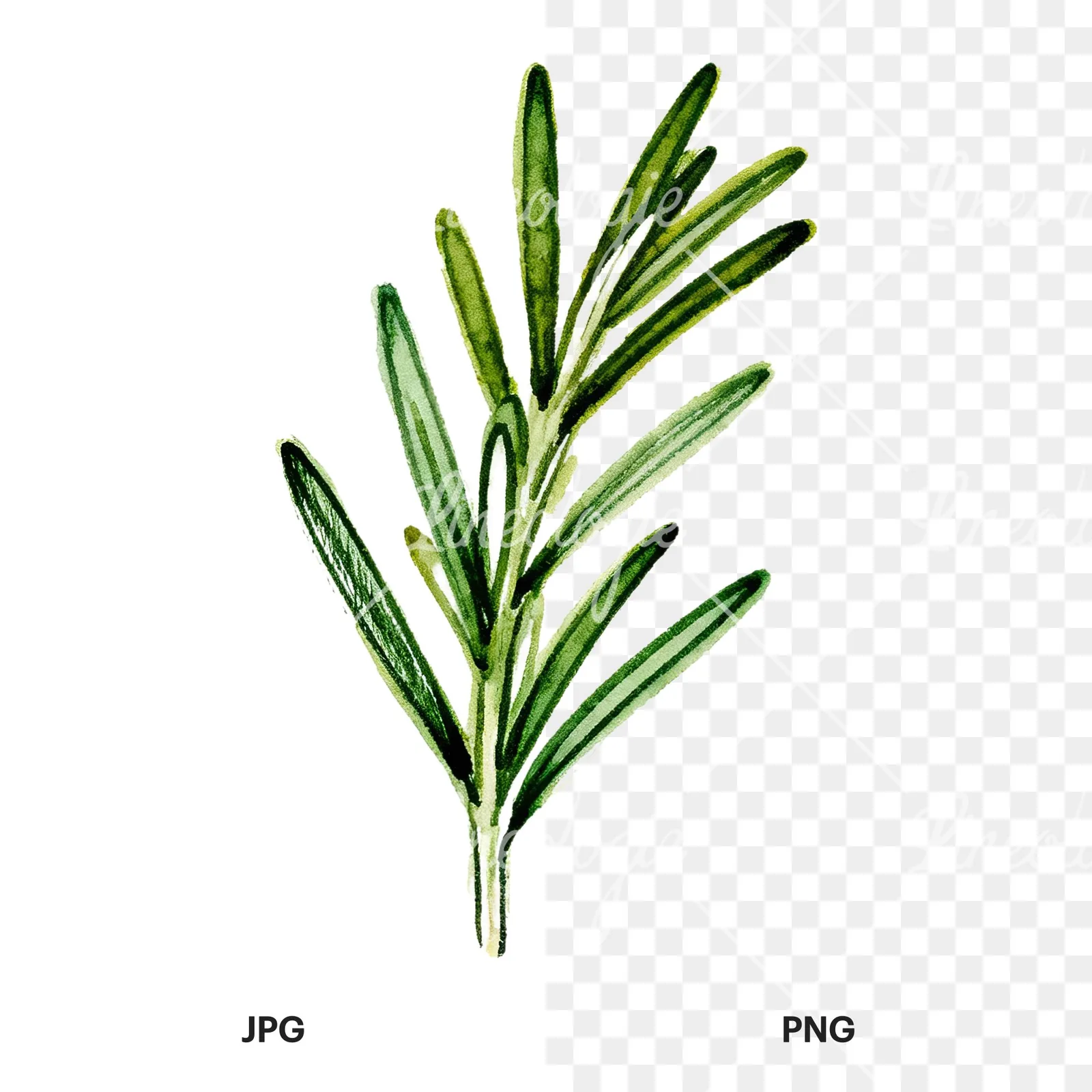 Watercolor needle-like rosemary sprig clipart 7 of 9, as a JPG on white and a transparent PNG