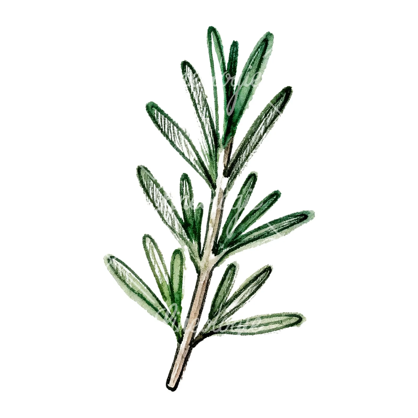 Watercolor needle-like rosemary sprig clipart 8 of 9 on a white background (JPG)
