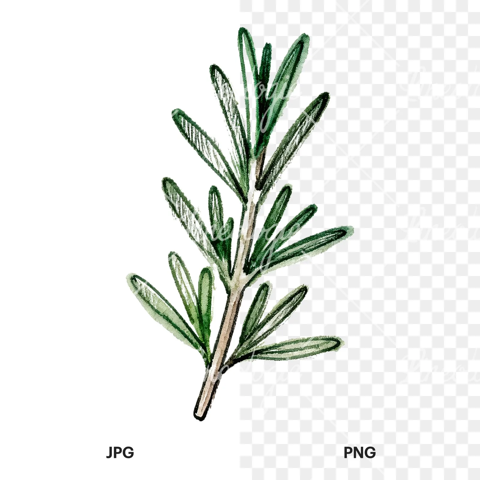 Watercolor needle-like rosemary sprig clipart 8 of 9, as a JPG on white and a transparent PNG