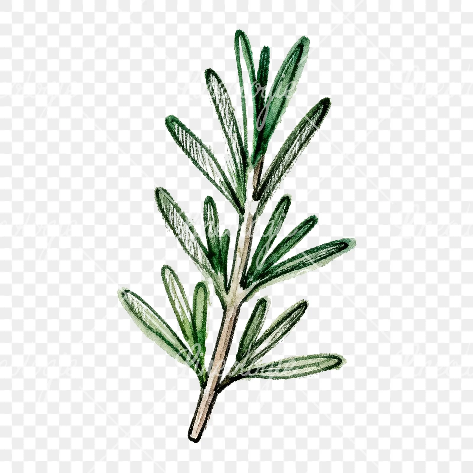 Watercolor needle-like rosemary sprig clipart 8 of 9 on a transparent background (PNG)