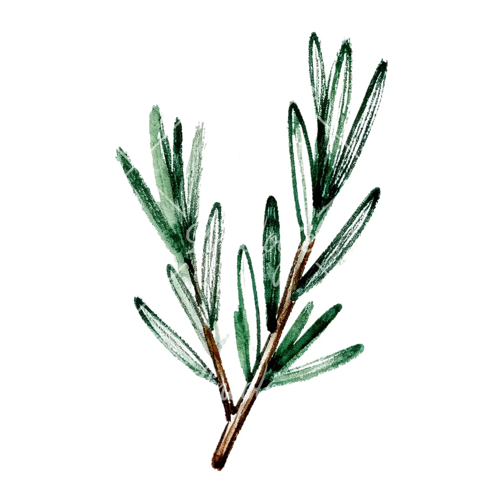 Watercolor needle-like rosemary sprig clipart 9 of 9 on a white background (JPG)