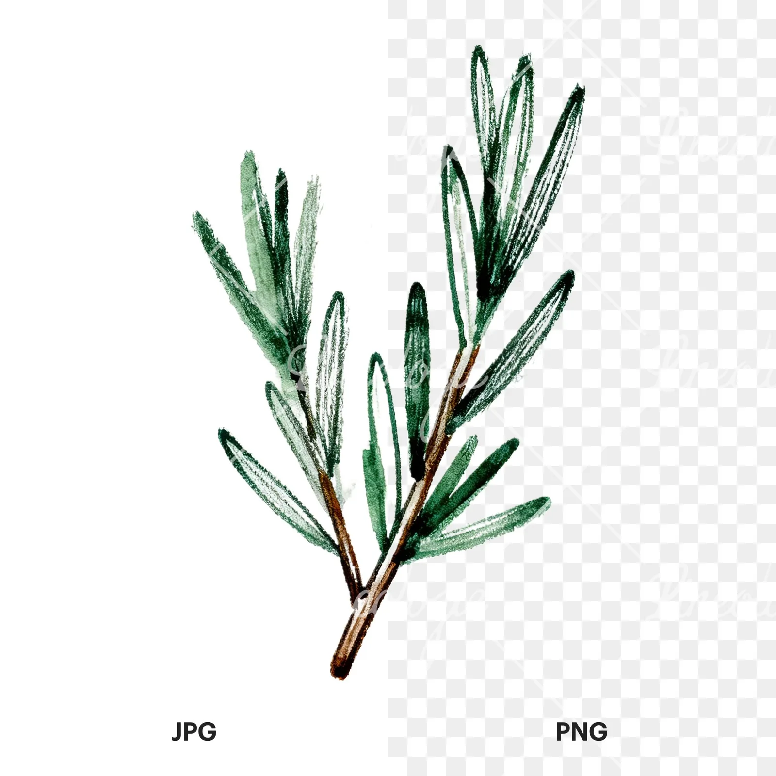 Watercolor needle-like rosemary sprig clipart 9 of 9, as a JPG on white and a transparent PNG