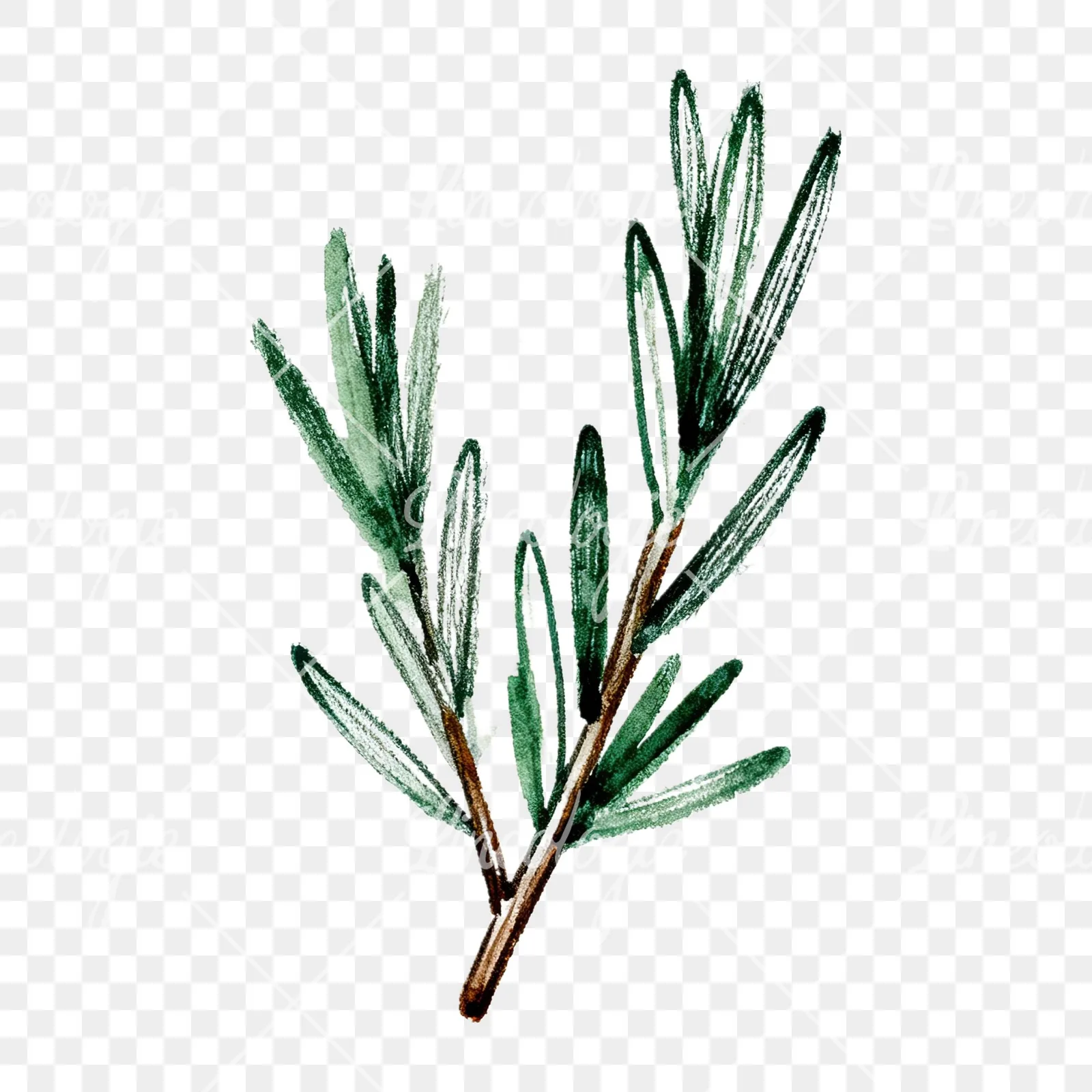 Watercolor needle-like rosemary sprig clipart 9 of 9 on a transparent background (PNG)