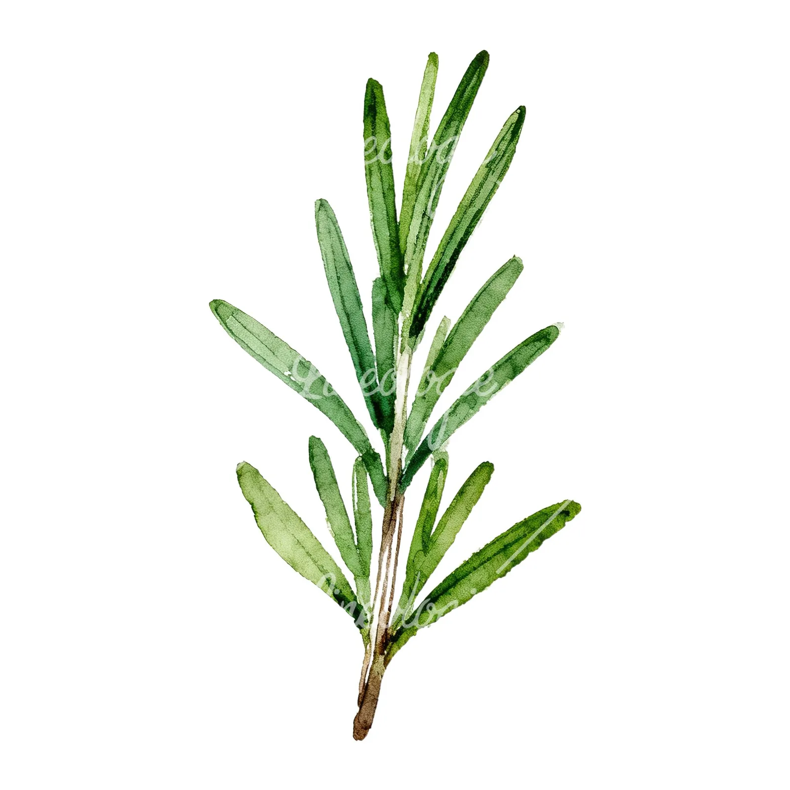 Watercolor thyme and rosemary sprigs clipart 1 of 9 on a white background (JPG)