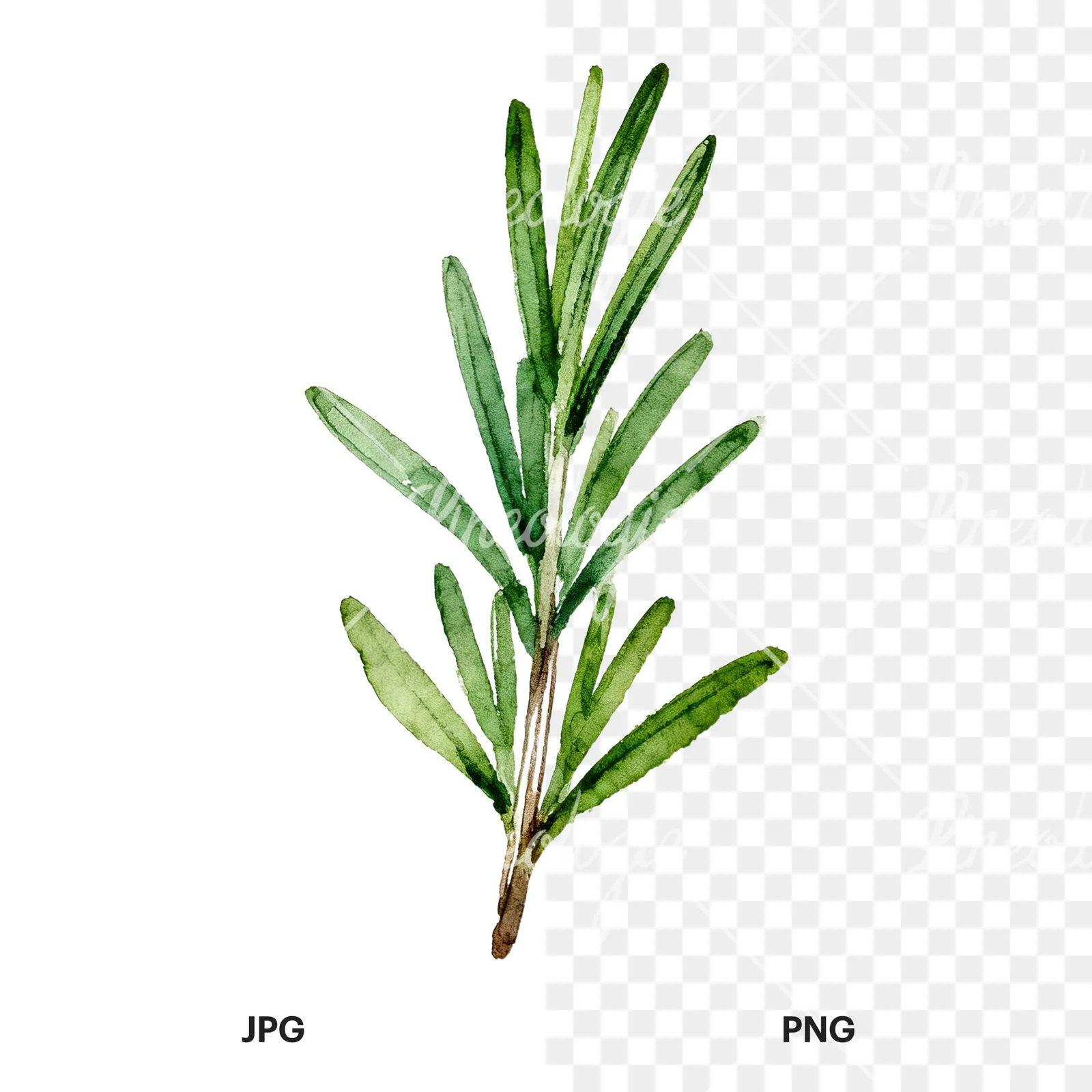 Watercolor thyme and rosemary sprigs clipart 1 of 9, as a JPG on white and a transparent PNG