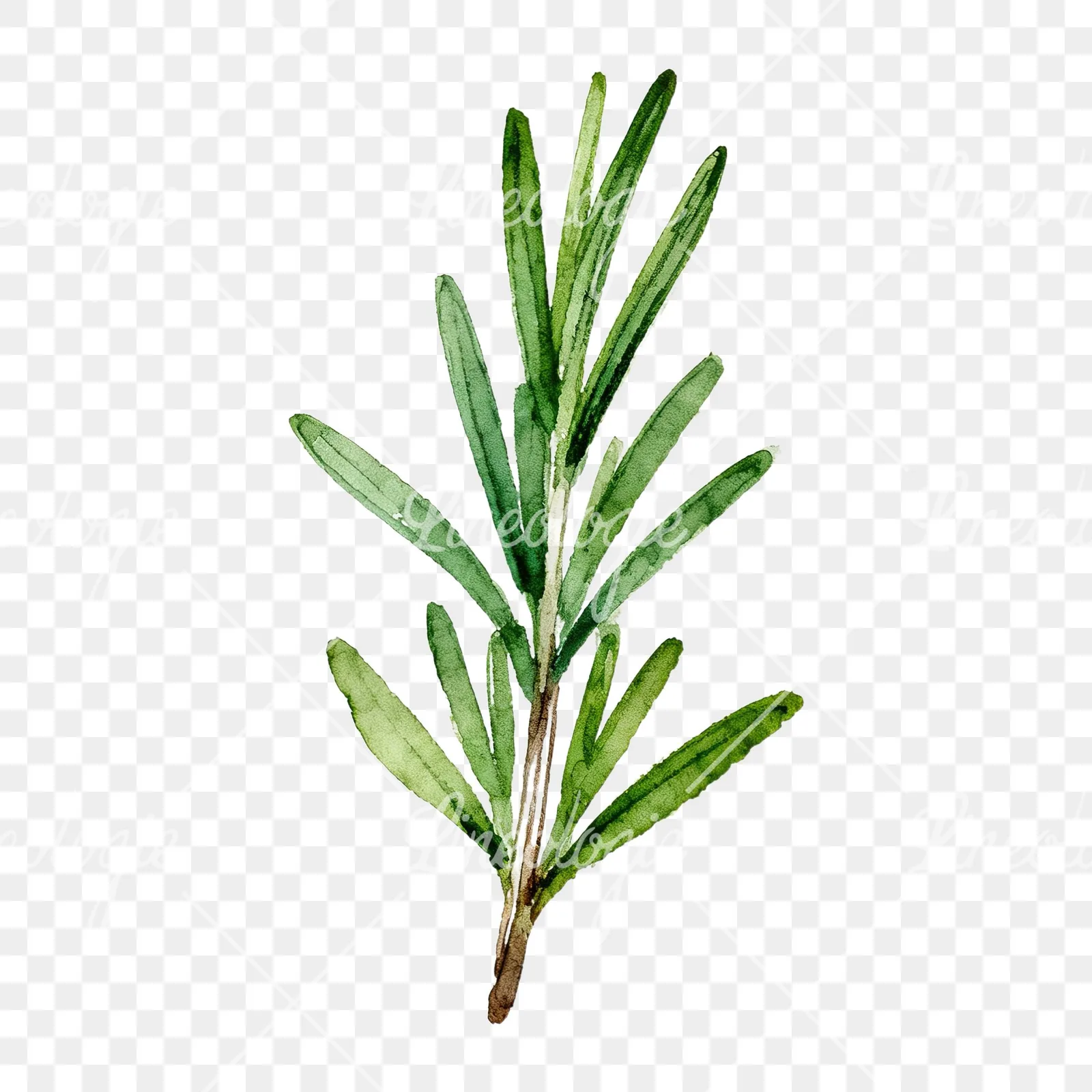 Watercolor thyme and rosemary sprigs clipart 1 of 9 on a transparent background (PNG)