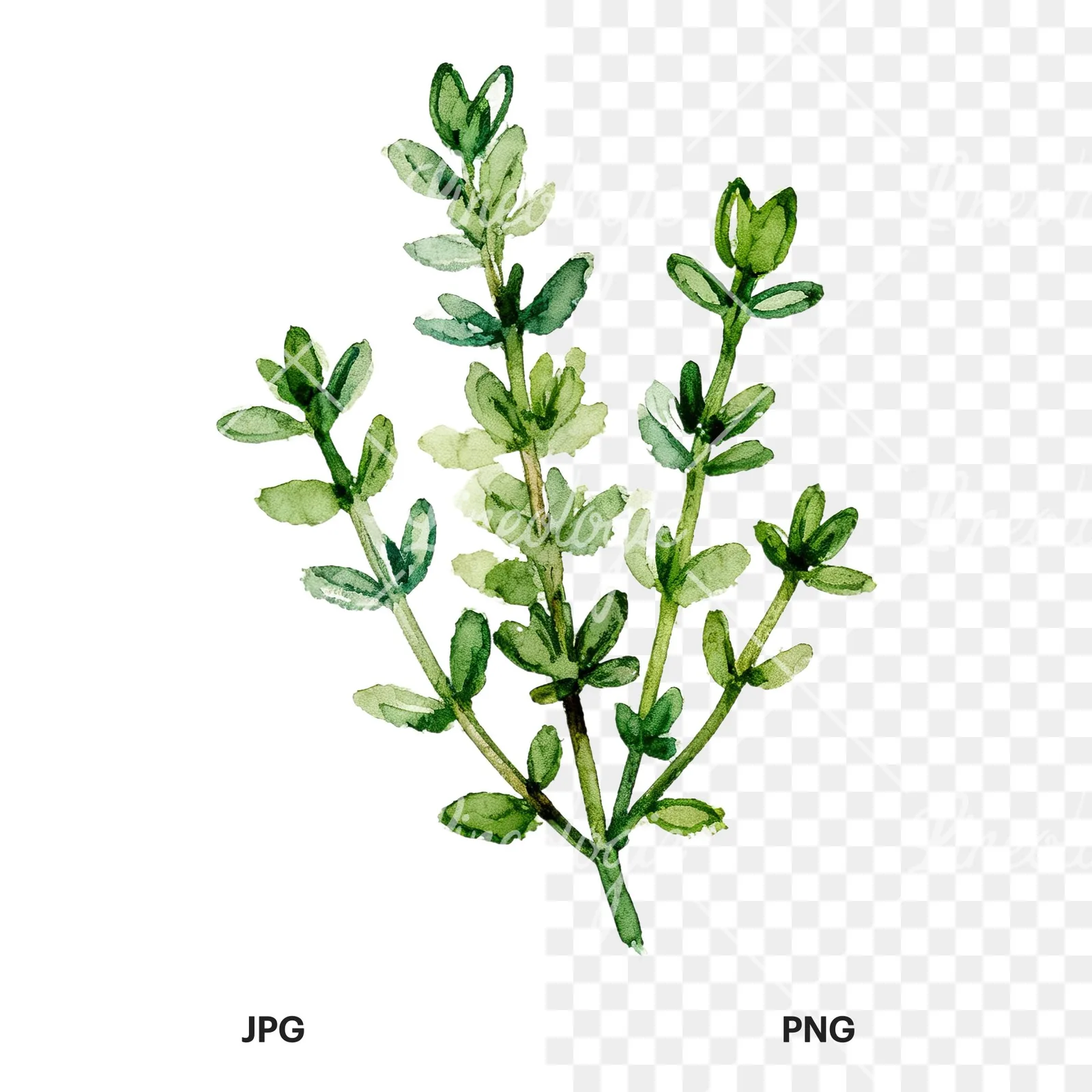 Watercolor thyme and rosemary sprigs clipart 2 of 9, as a JPG on white and a transparent PNG