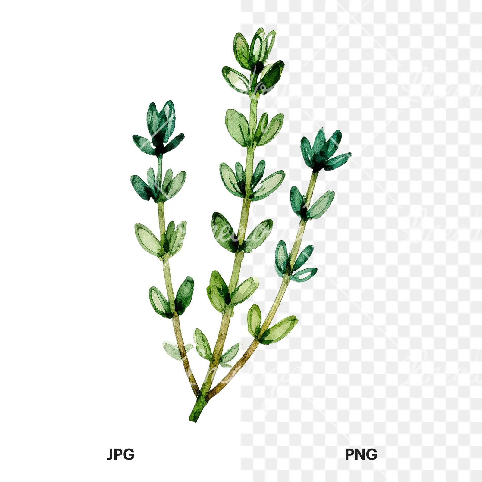 Watercolor thyme and rosemary sprigs clipart 3 of 9, as a JPG on white and a transparent PNG