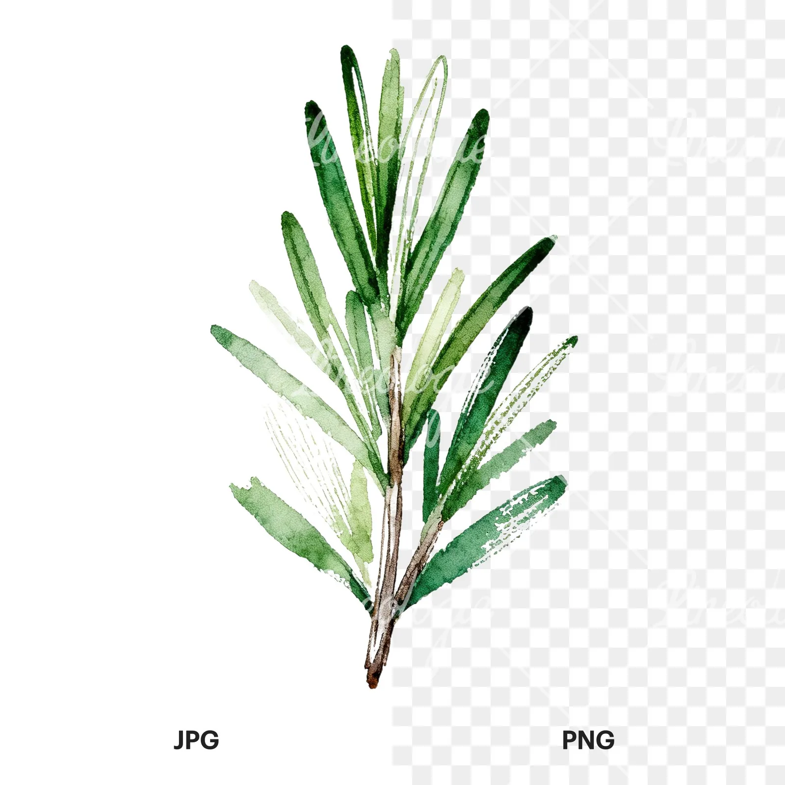 Watercolor thyme and rosemary sprigs clipart 4 of 9, as a JPG on white and a transparent PNG