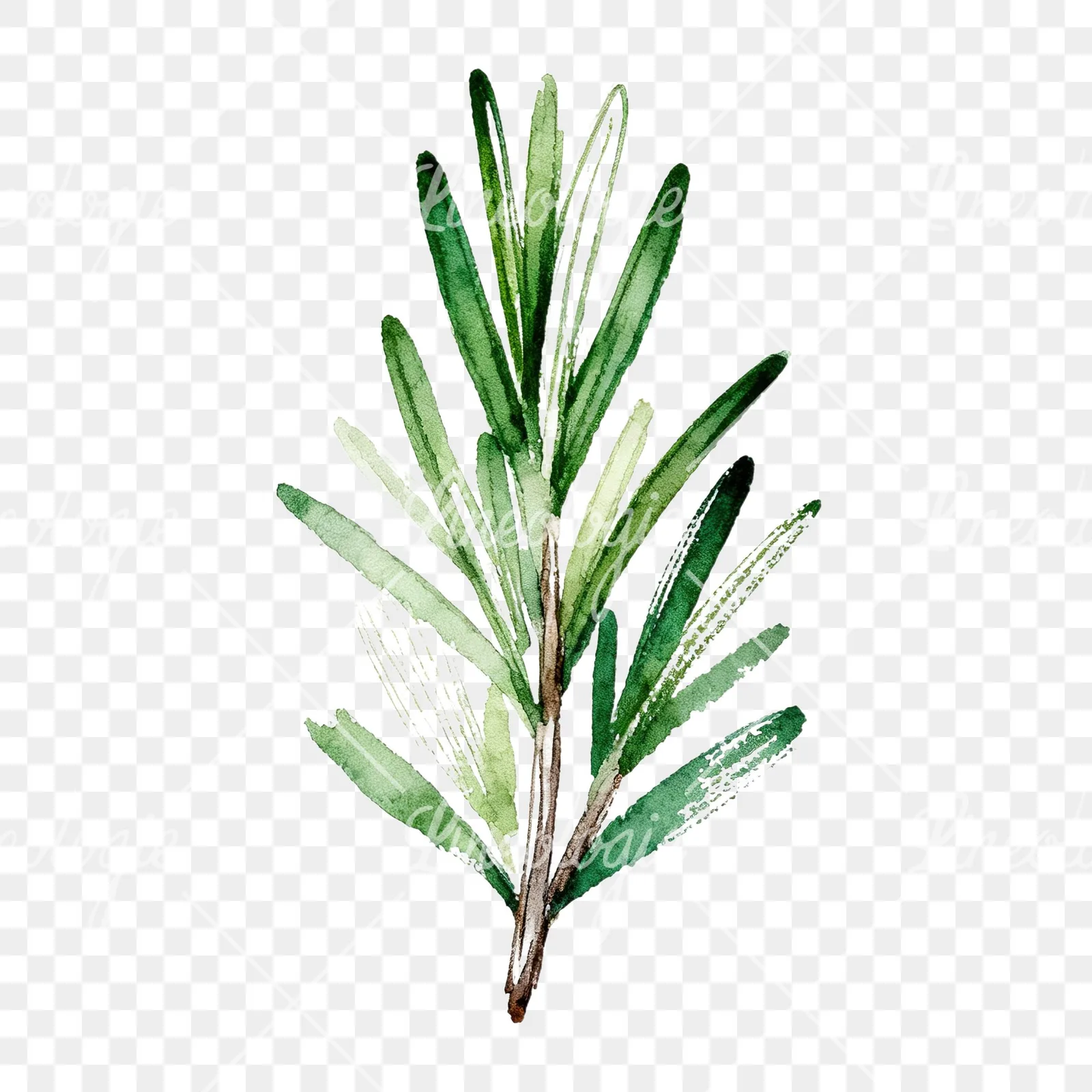 Watercolor thyme and rosemary sprigs clipart 4 of 9 on a transparent background (PNG)
