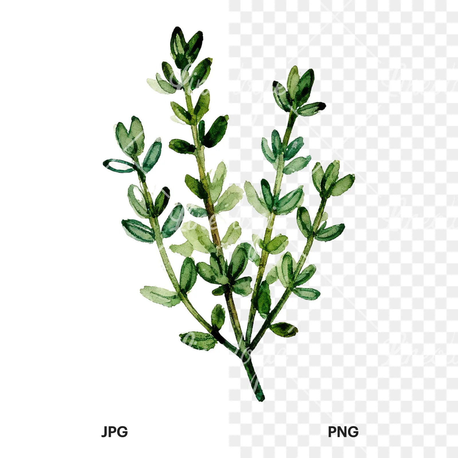 Watercolor thyme and rosemary sprigs clipart 5 of 9, as a JPG on white and a transparent PNG