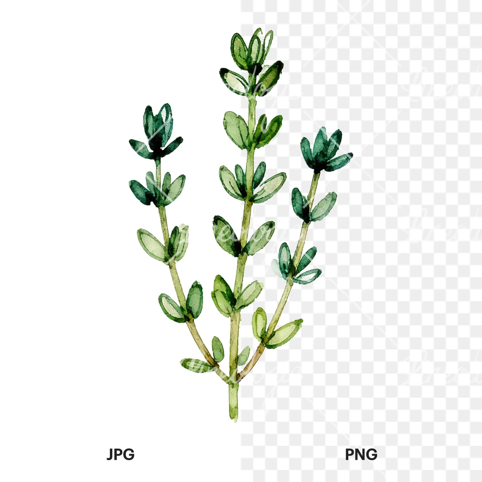 Watercolor thyme and rosemary sprigs clipart 6 of 9, as a JPG on white and a transparent PNG