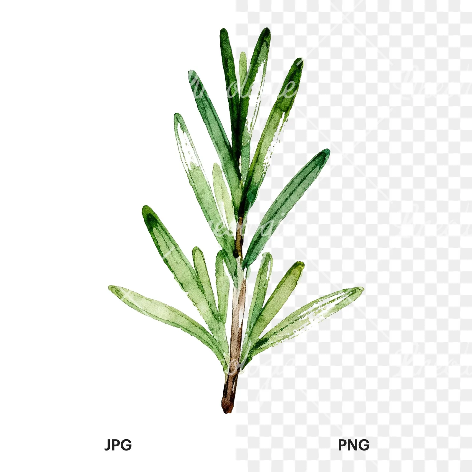 Watercolor thyme and rosemary sprigs clipart 7 of 9, as a JPG on white and a transparent PNG