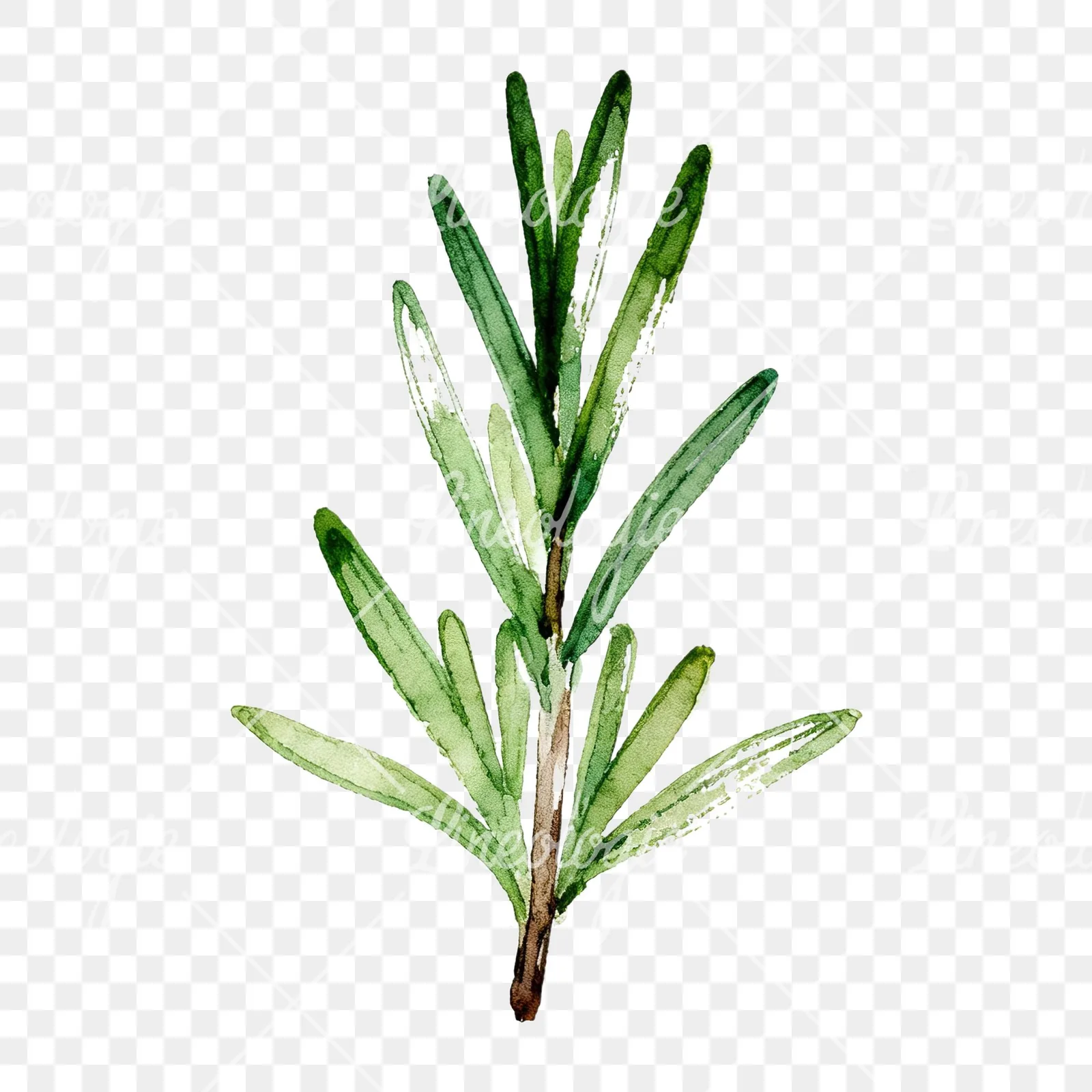 Watercolor thyme and rosemary sprigs clipart 7 of 9 on a transparent background (PNG)
