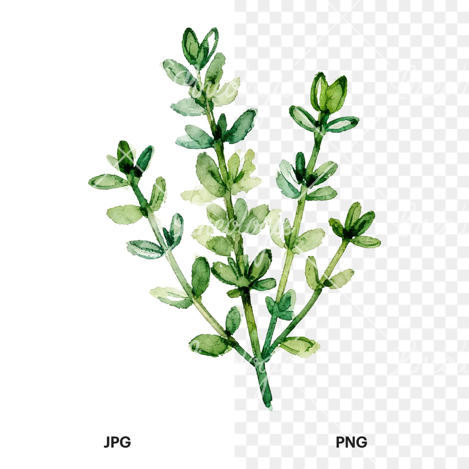 Watercolor thyme and rosemary sprigs clipart 8 of 9, as a JPG on white and a transparent PNG