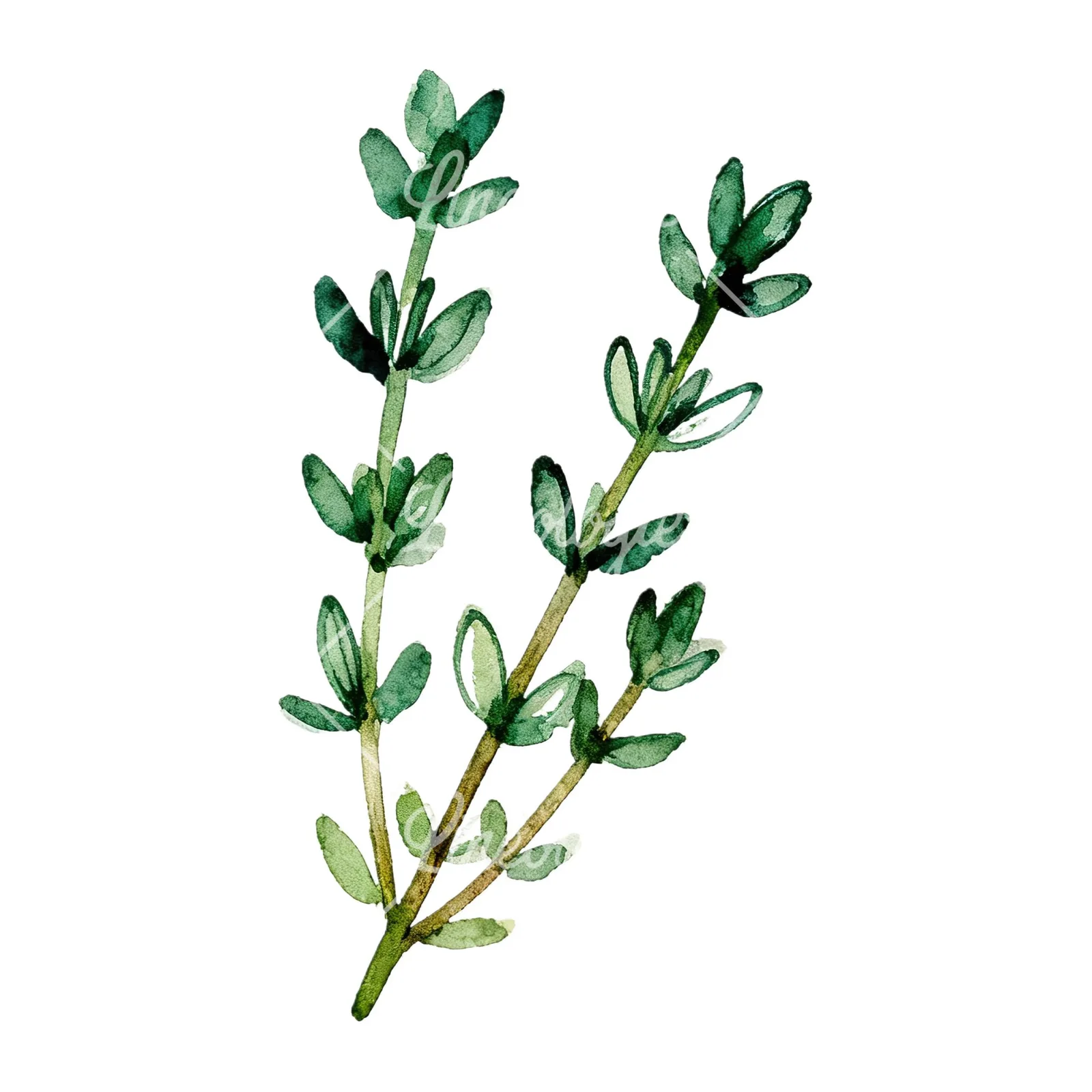 Watercolor thyme and rosemary sprigs clipart 9 of 9 on a white background (JPG)
