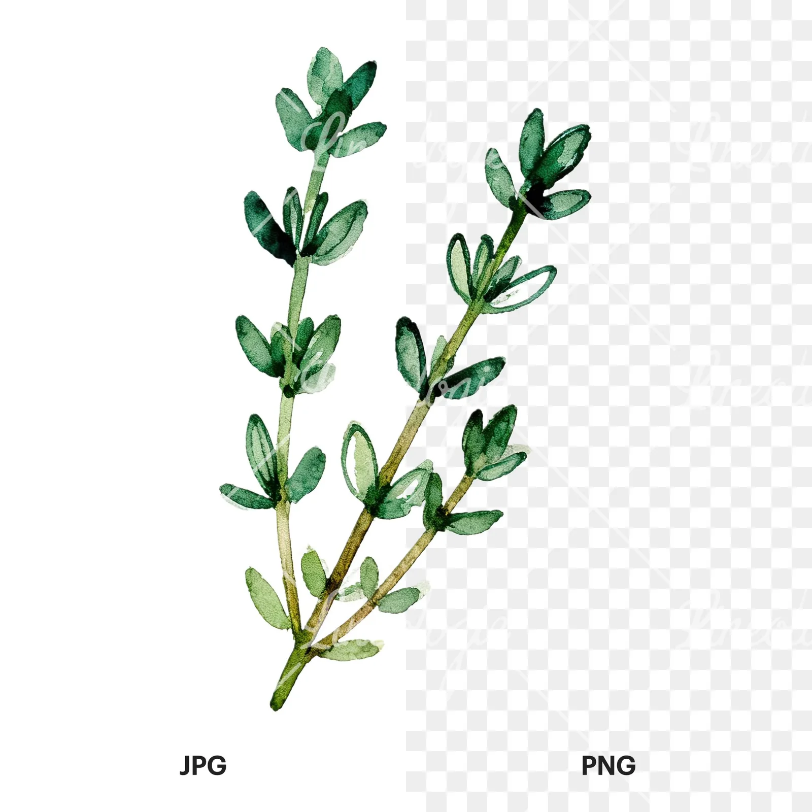 Watercolor thyme and rosemary sprigs clipart 9 of 9, as a JPG on white and a transparent PNG