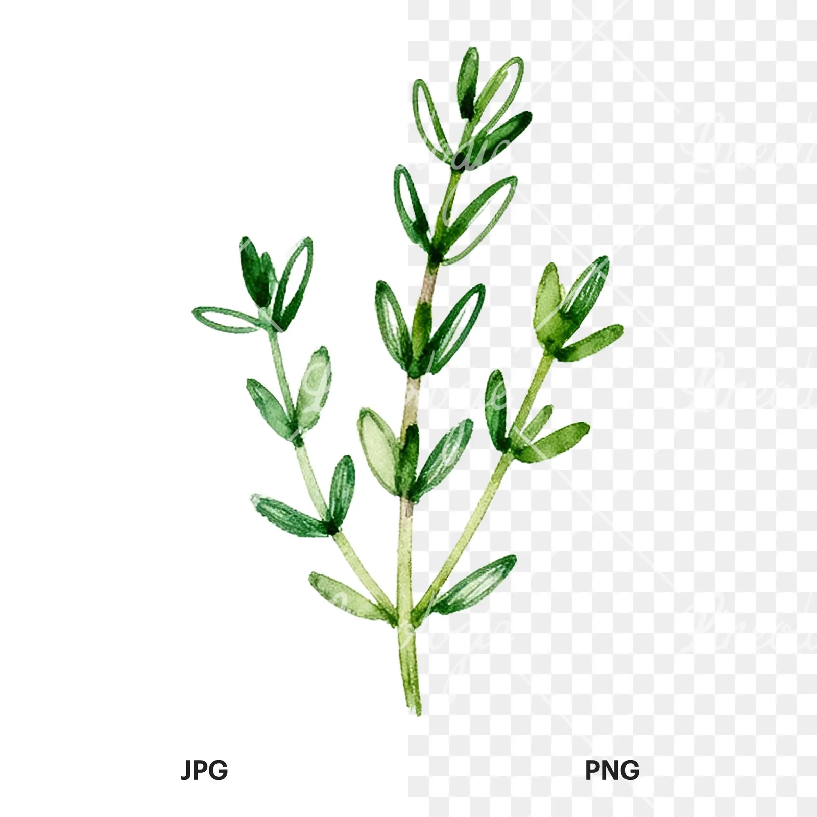 Watercolor thyme sprig clipart 3 of 9, as a JPG on white and a transparent PNG