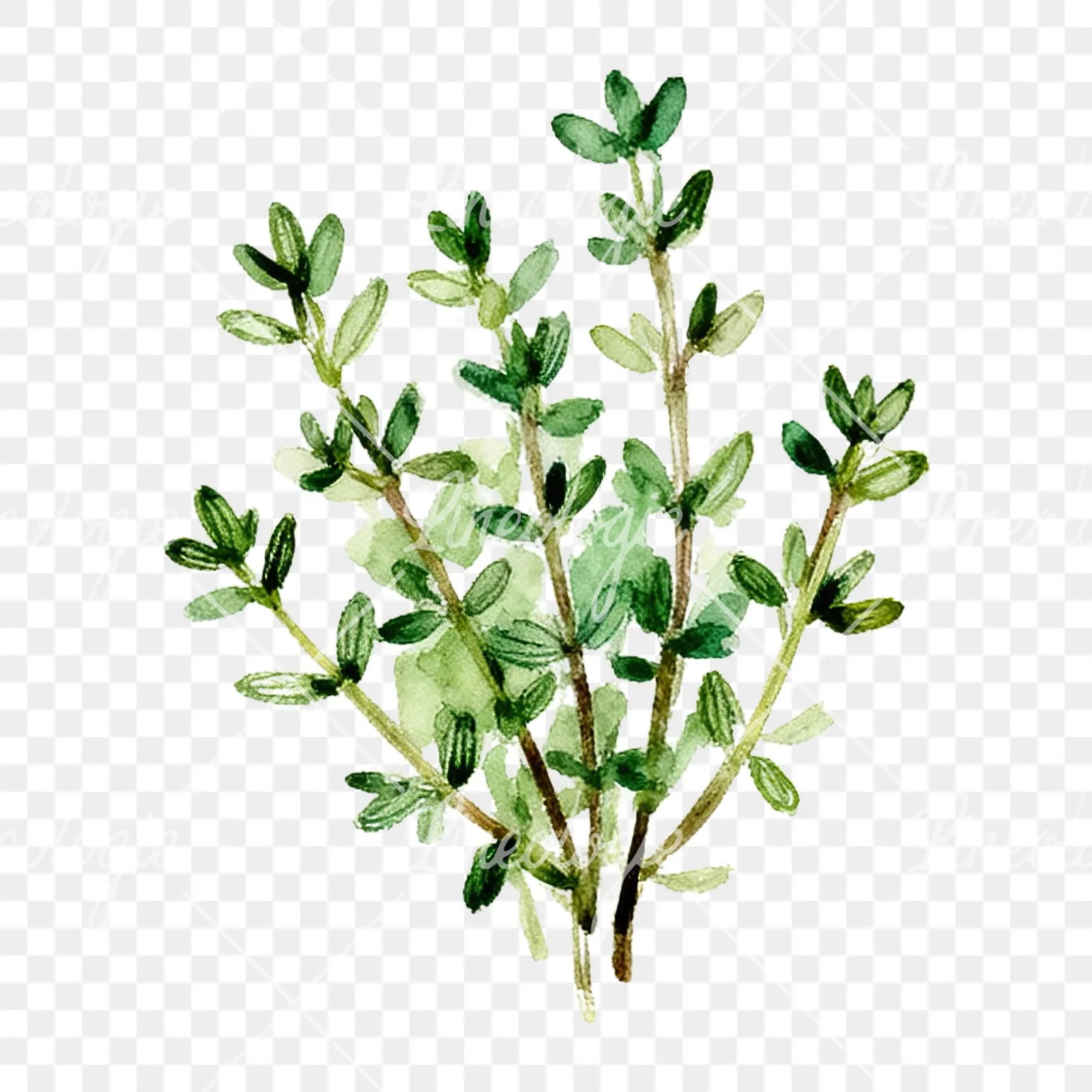 Watercolor thyme sprig clipart 5 of 9 on a transparent background (PNG)