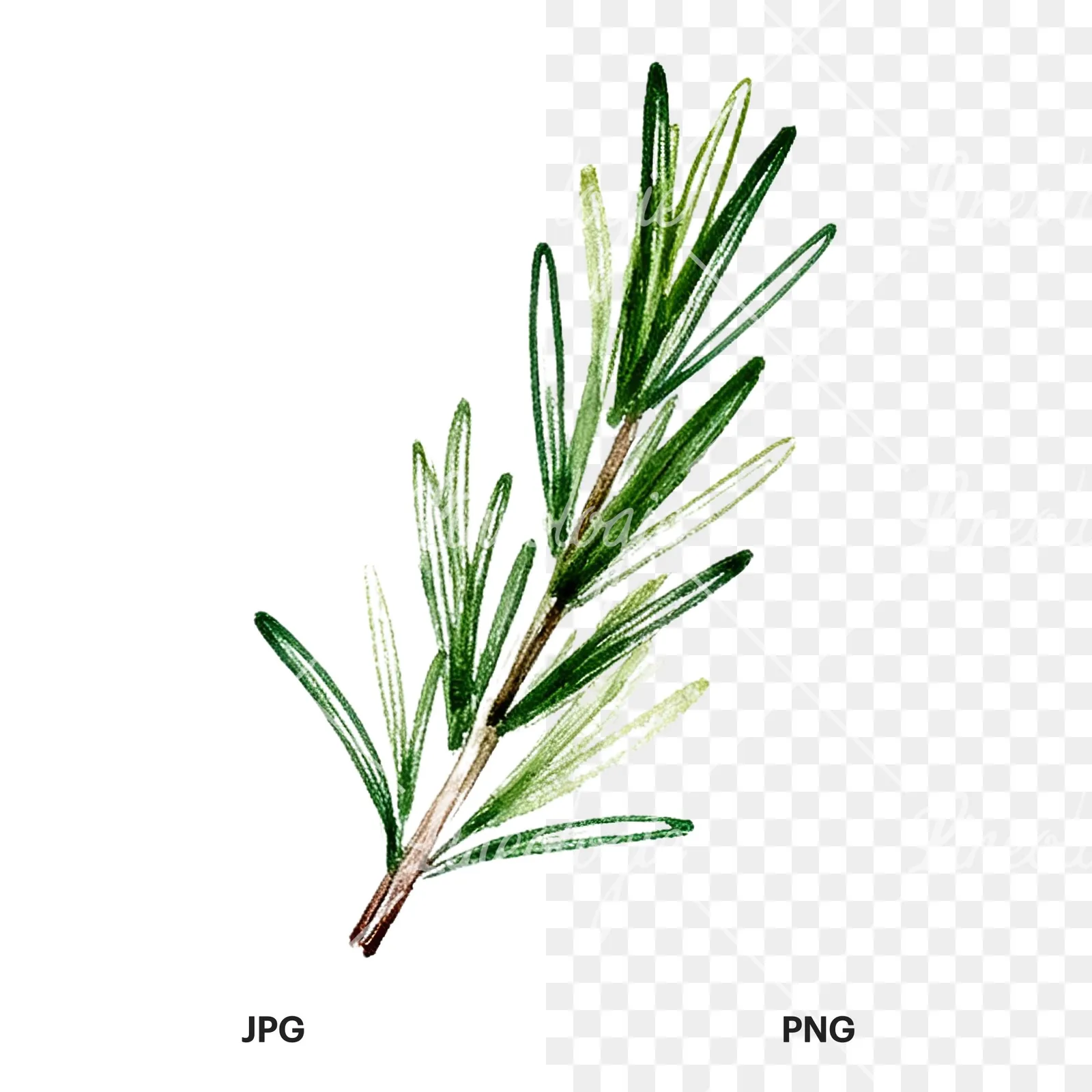 Watercolor thyme sprig clipart 9 of 9, as a JPG on white and a transparent PNG