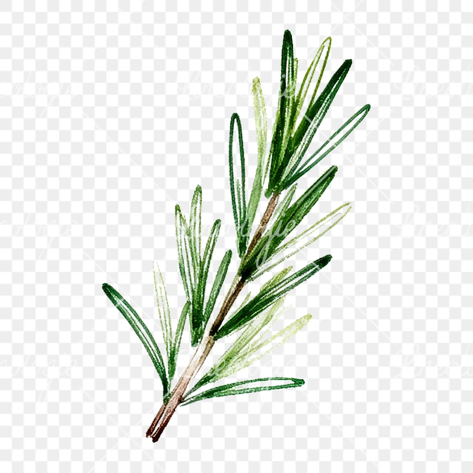 Watercolor thyme sprig clipart 9 of 9 on a transparent background (PNG)