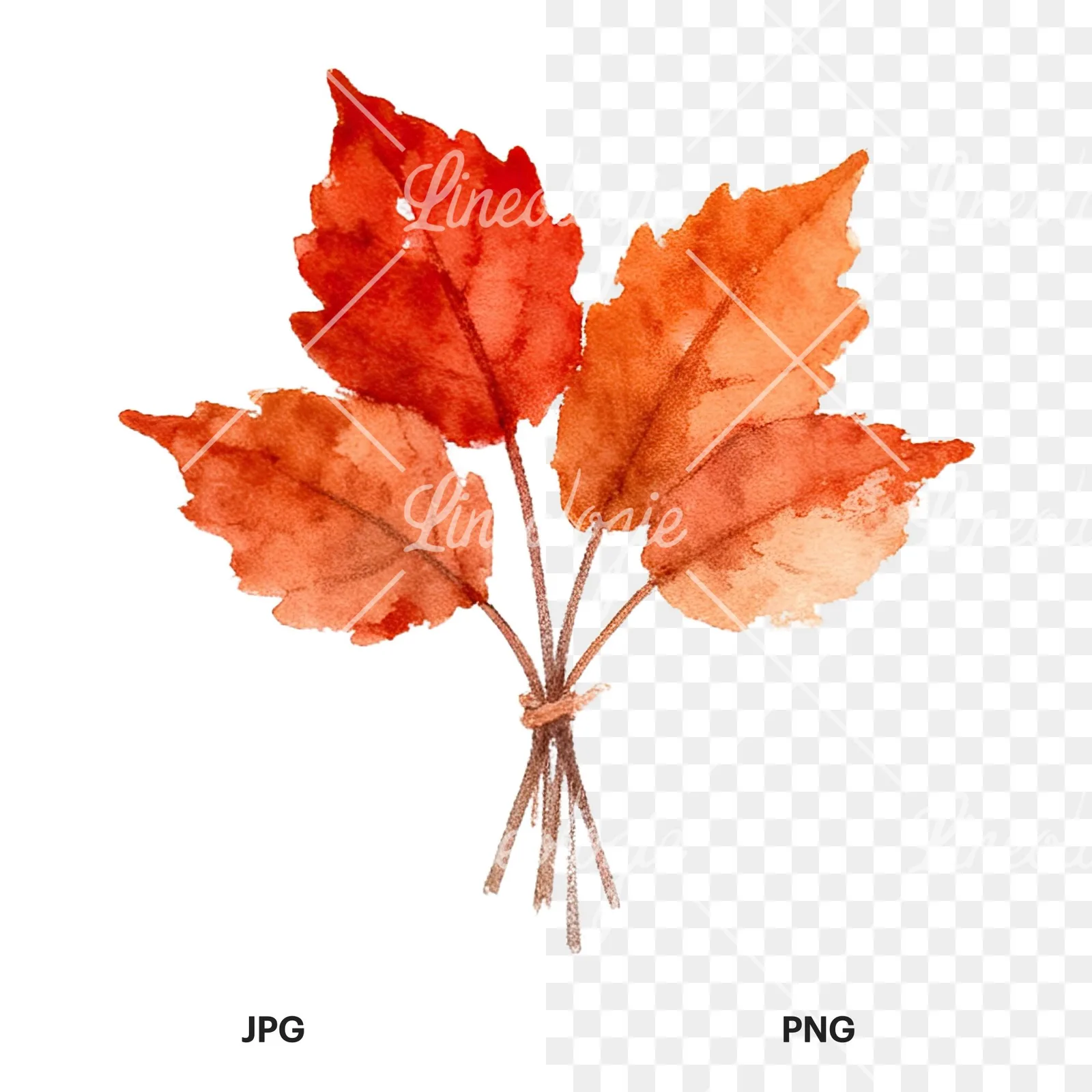 Watercolor autumn leaf bundle clipart 1 of 12, as a JPG on white and a transparent PNG