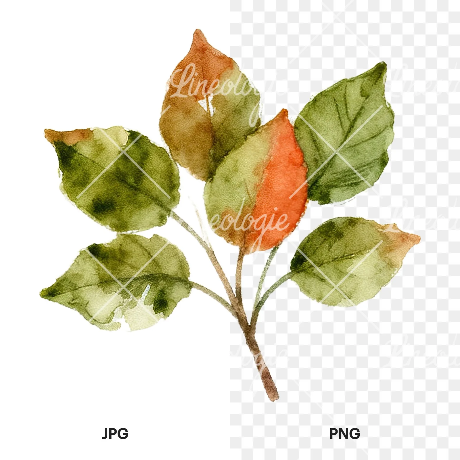 Watercolor autumn leaf bundle clipart 2 of 12, as a JPG on white and a transparent PNG
