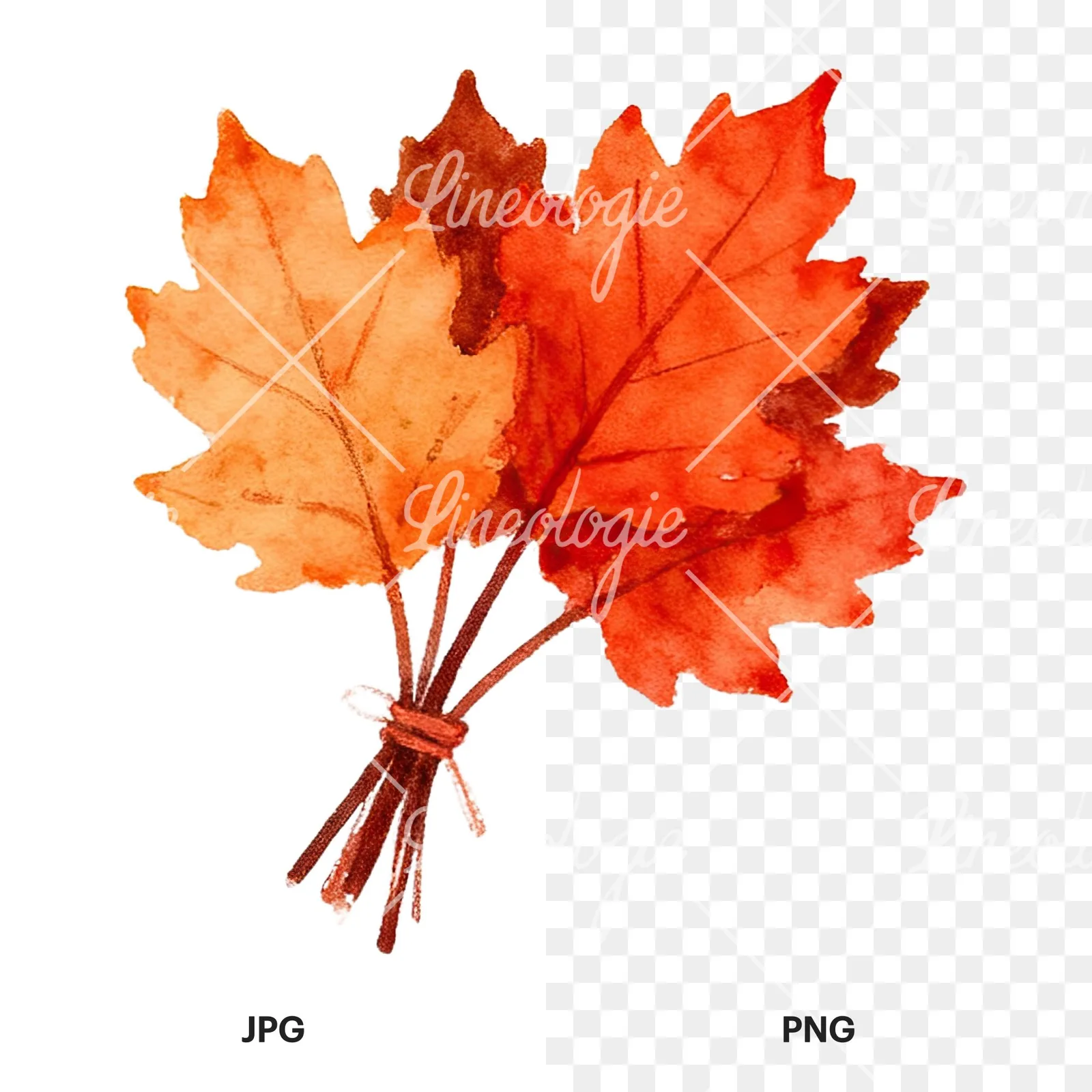 Watercolor autumn leaf bundle clipart 3 of 12, as a JPG on white and a transparent PNG